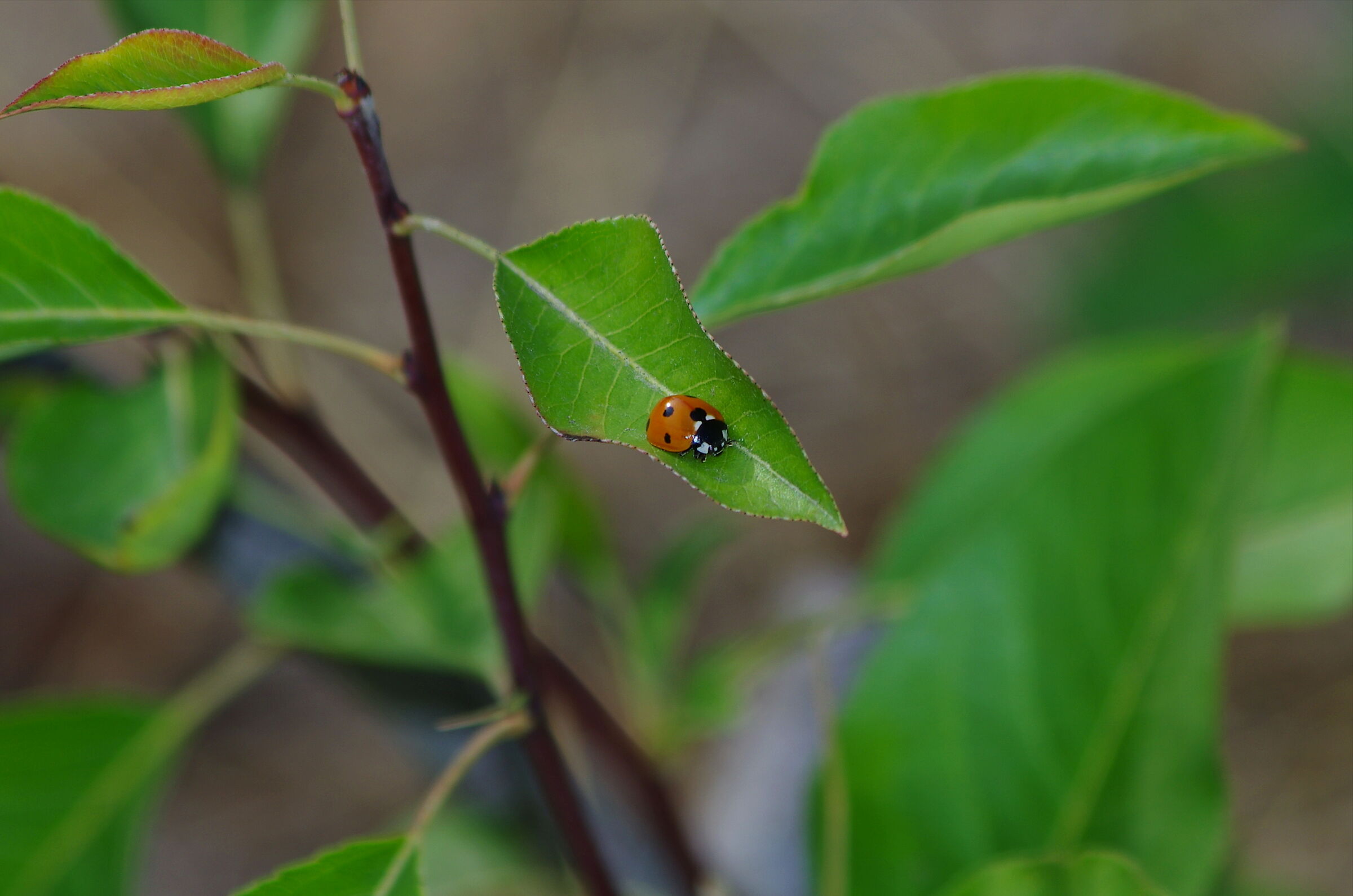 Coccinella septempunctata