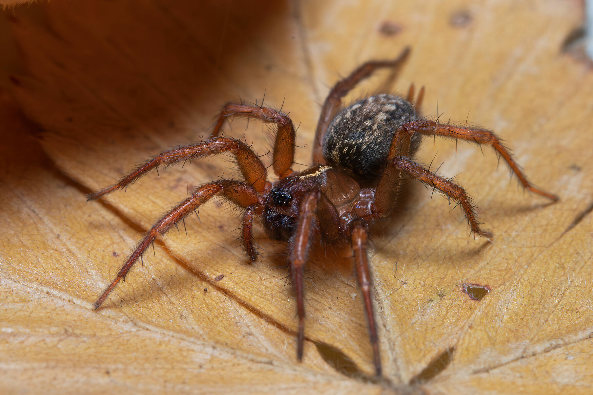 Lycosoides coarctata