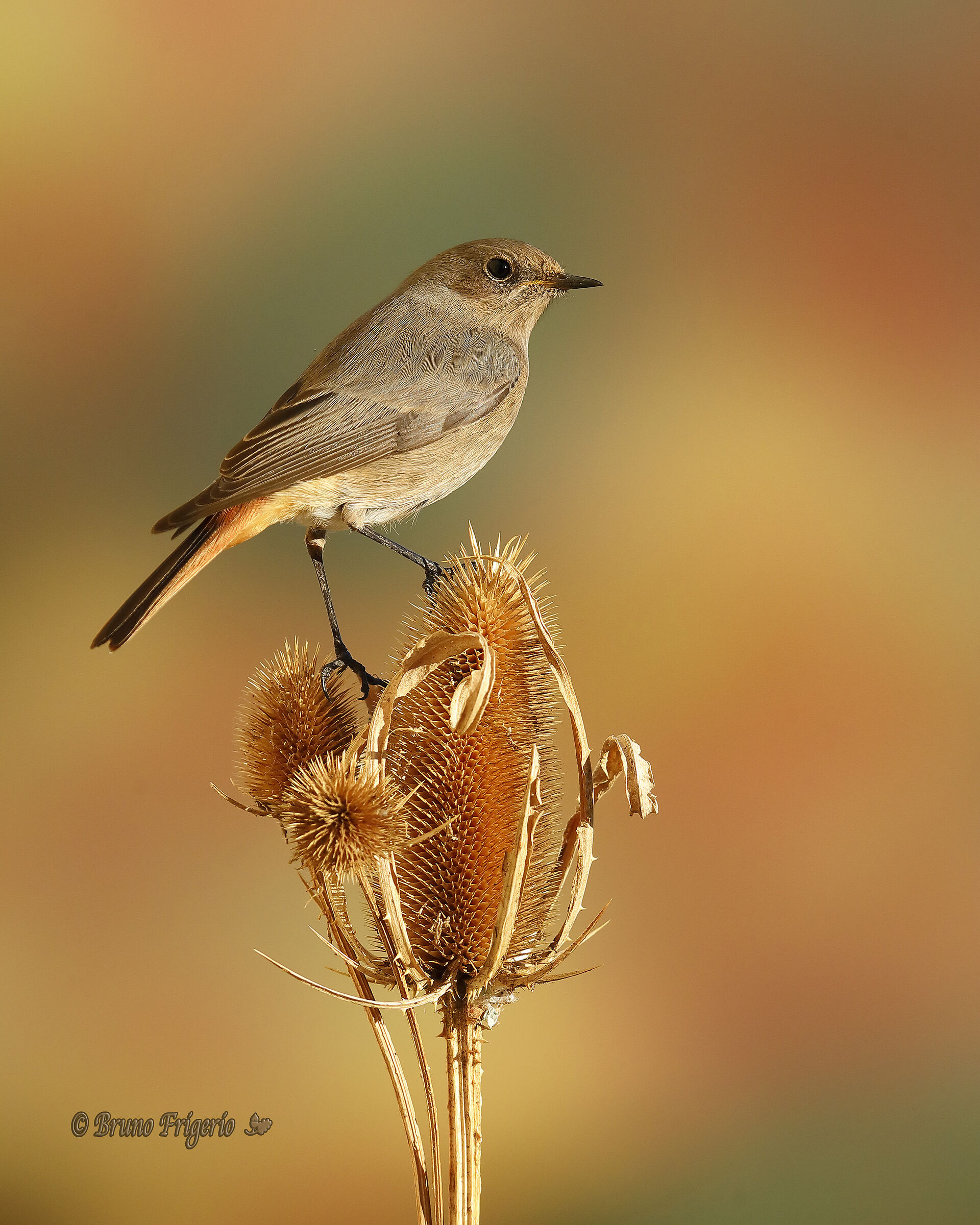 codirosso spazzacamino femmina