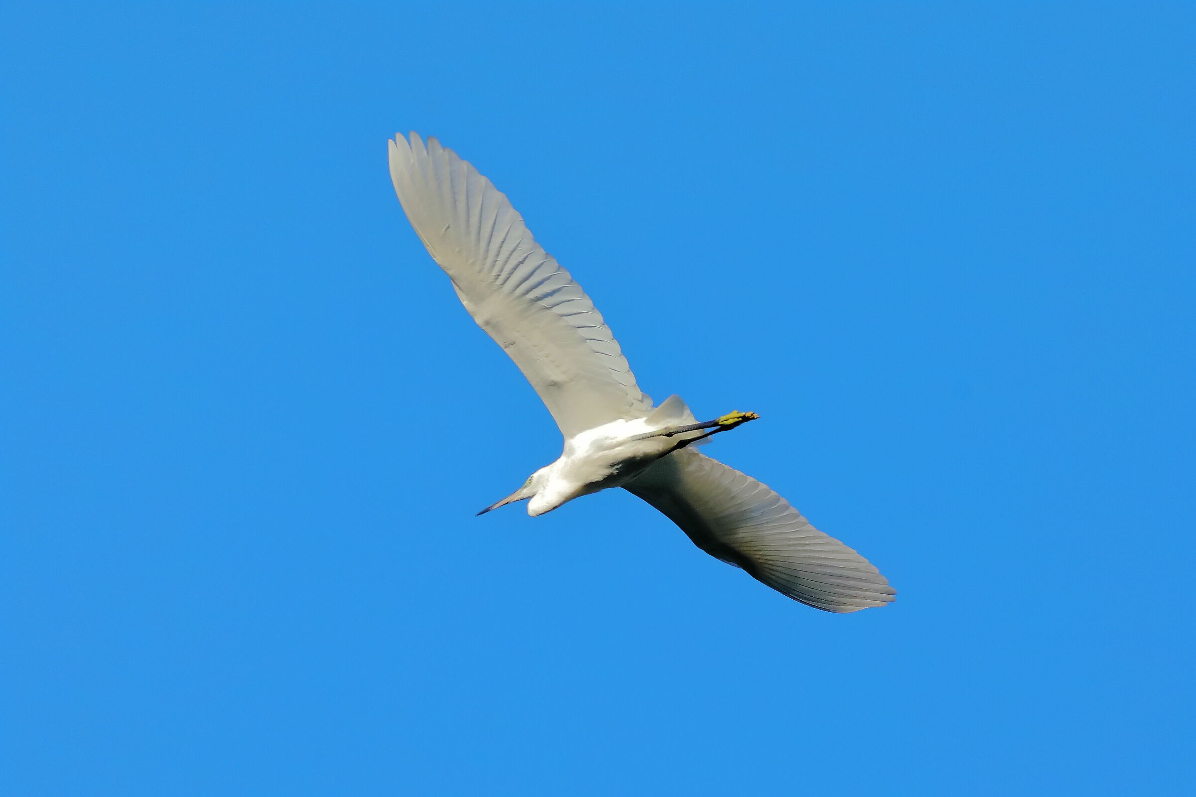 Little Egret 08-08-2023