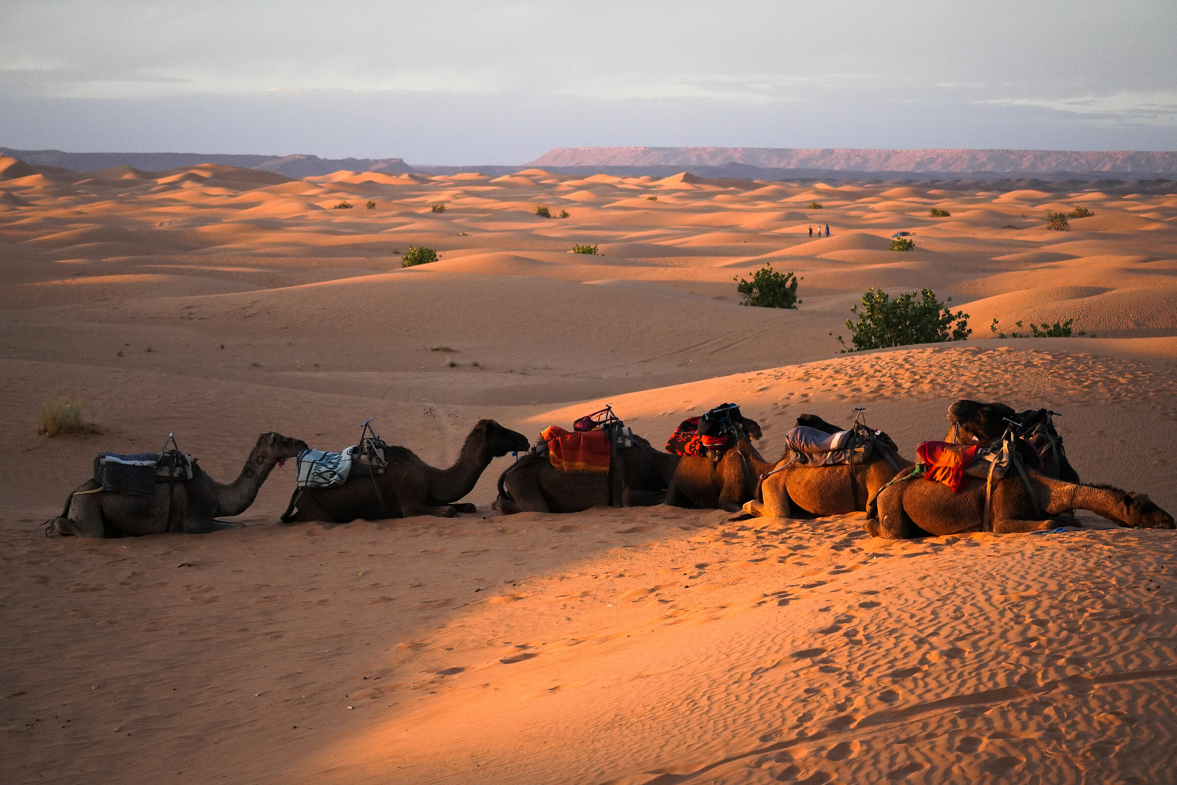 Camels