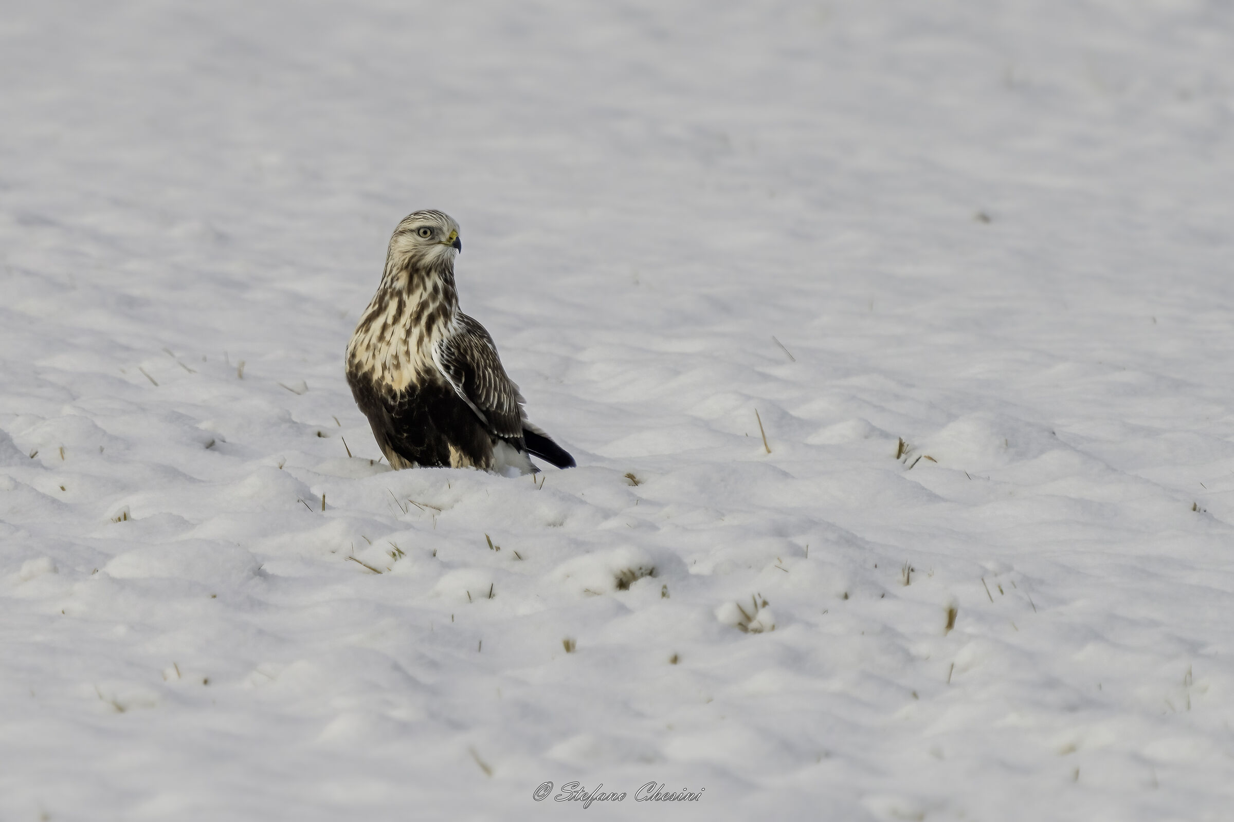 Poiana calzata - Molini di Tures