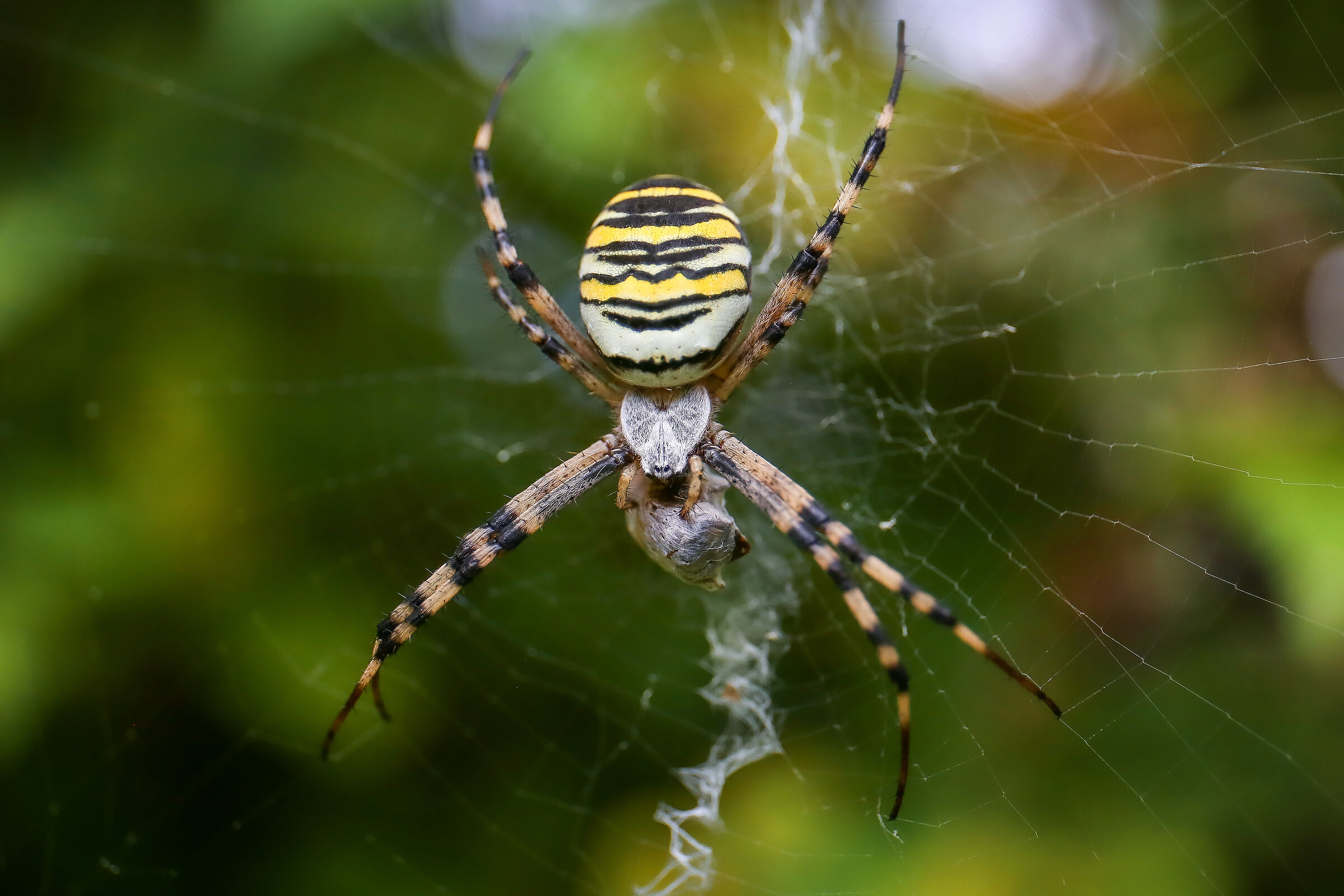 Argiope