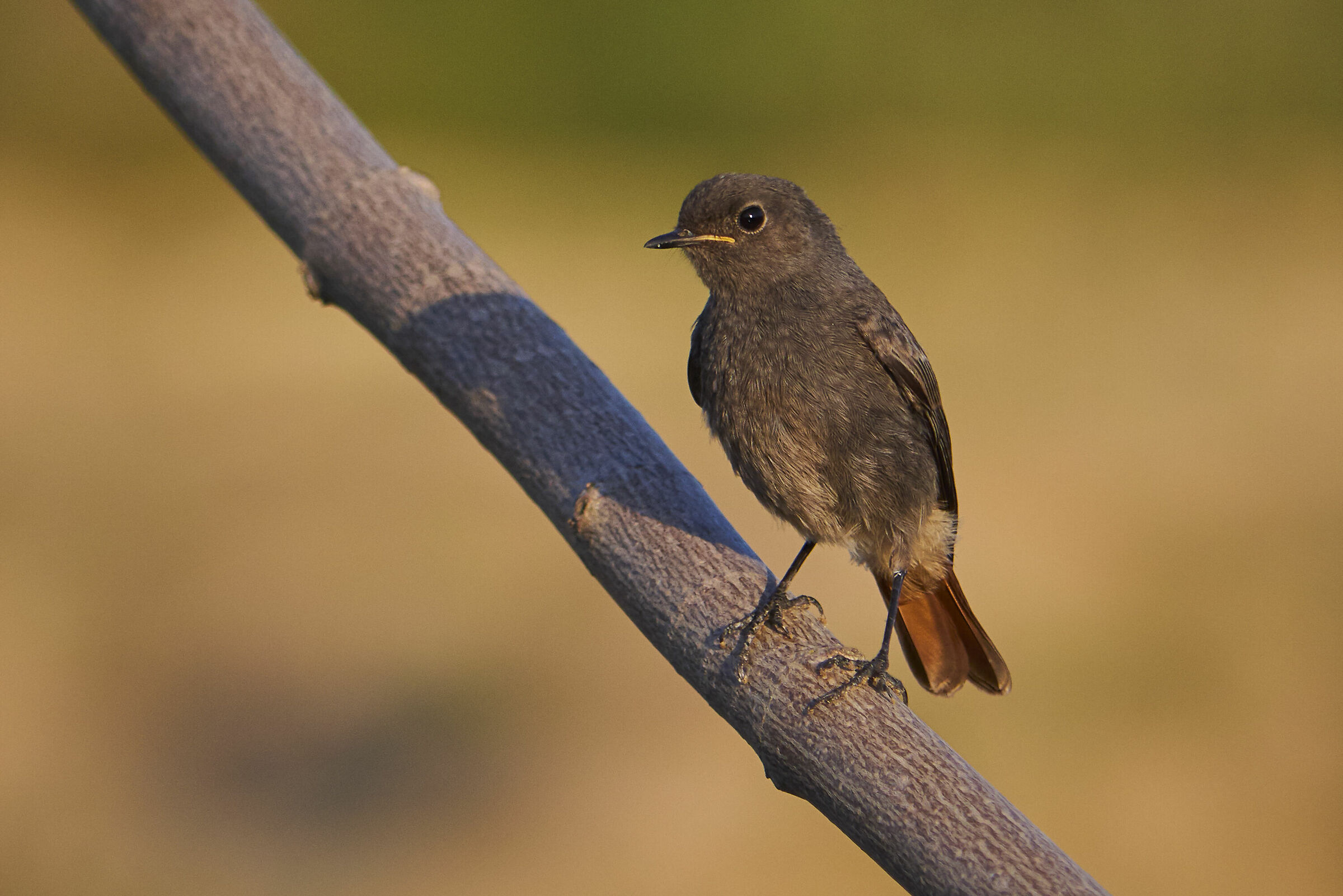 Codirosso spazzacamino