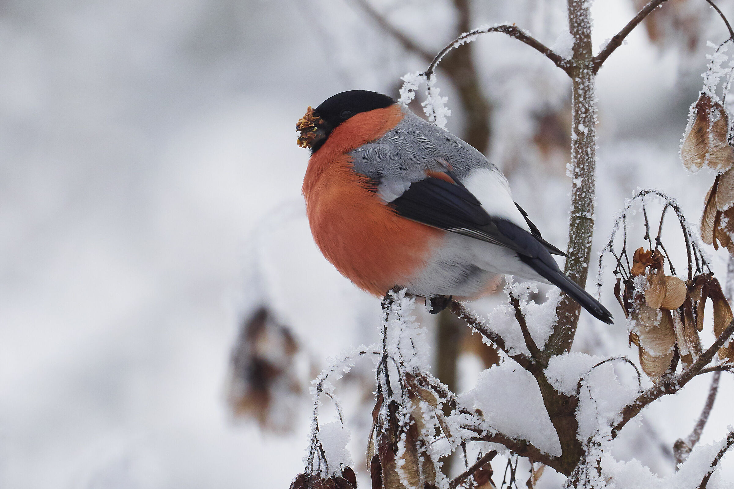 Bullfinch