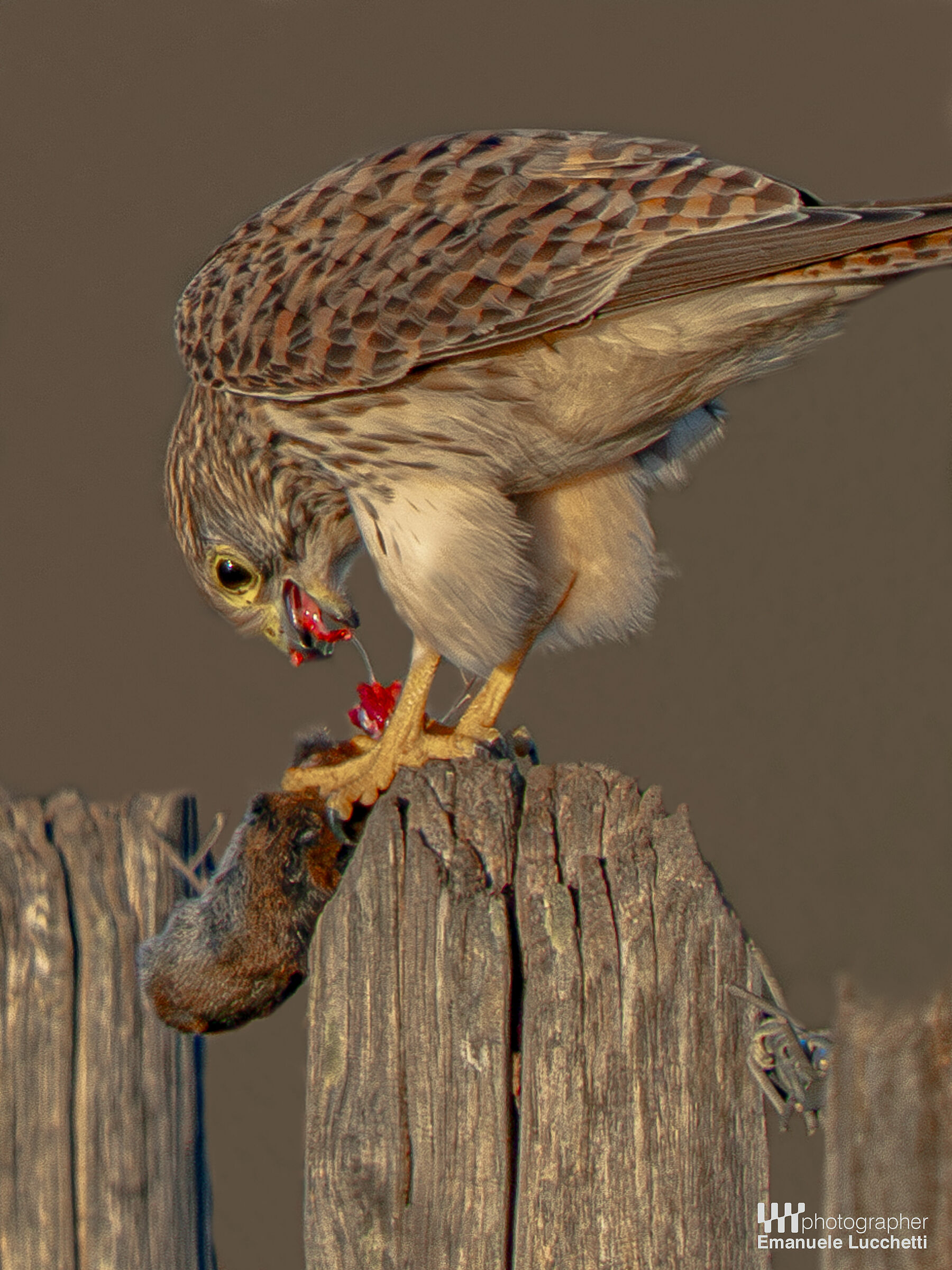 Gheppio (female) con topo