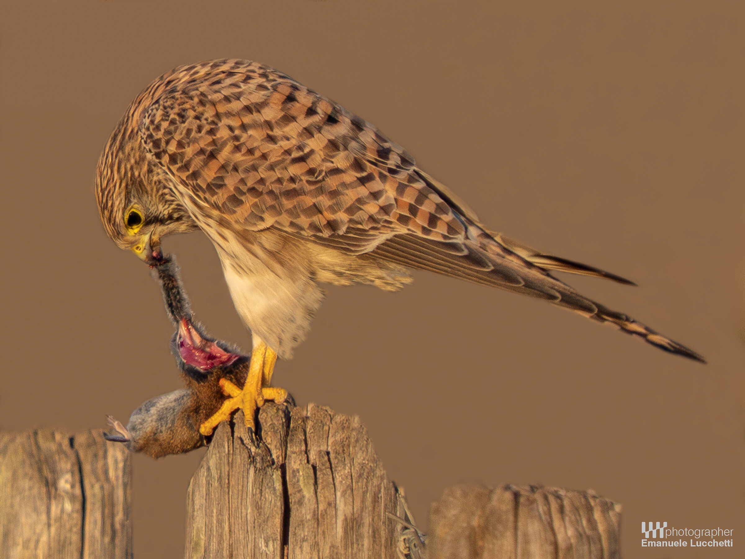 Gheppio (f) con topo