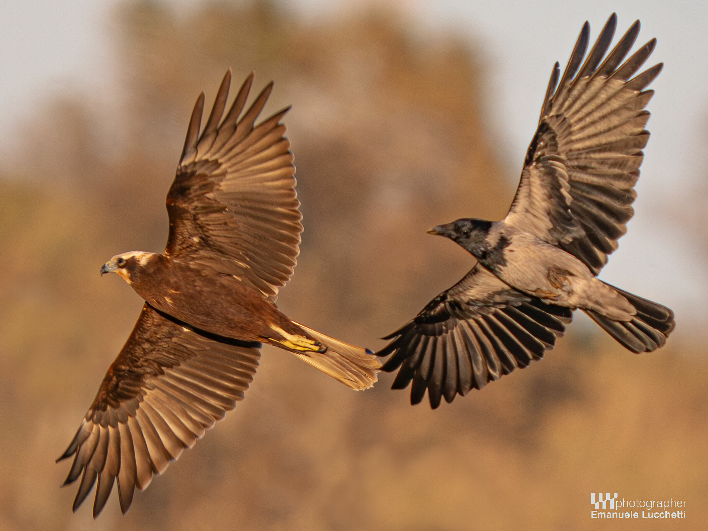 Falco di palude (f) mobbing con cornacchia grigia