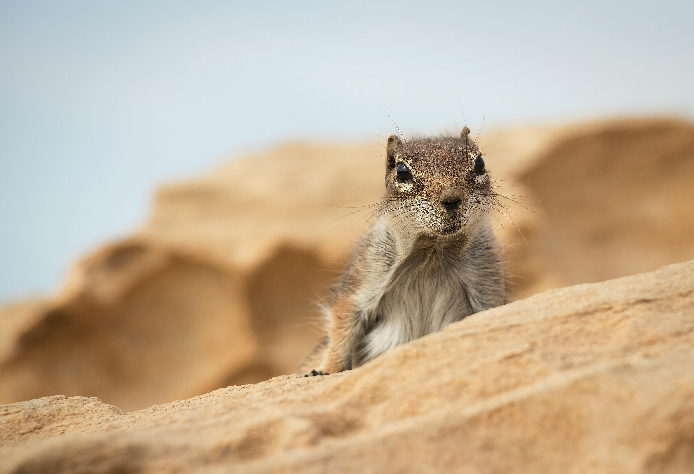 Scoiattolo di Fuerteventura