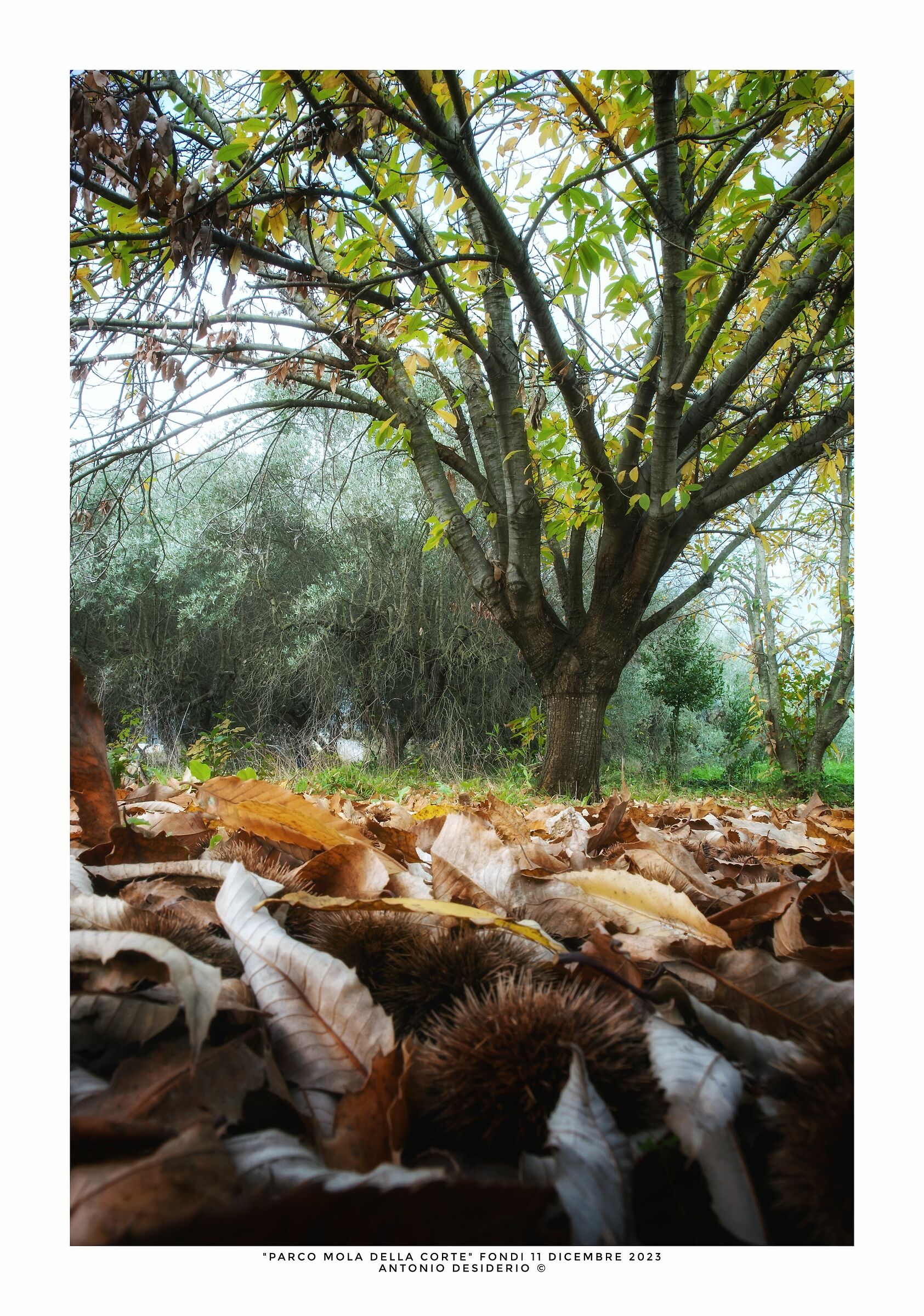 Under the chestnut tree