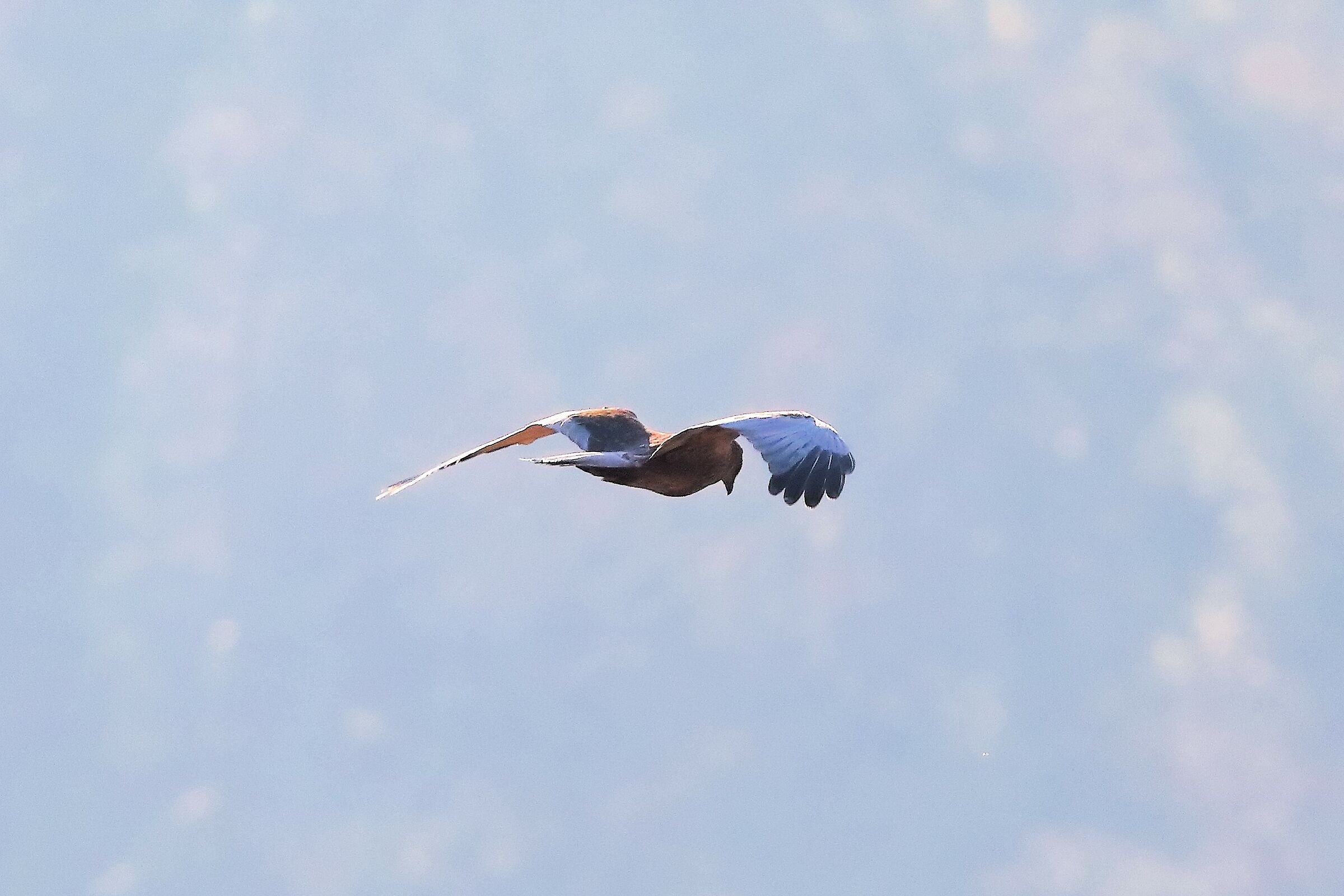 Falco di palude dicembre 2023