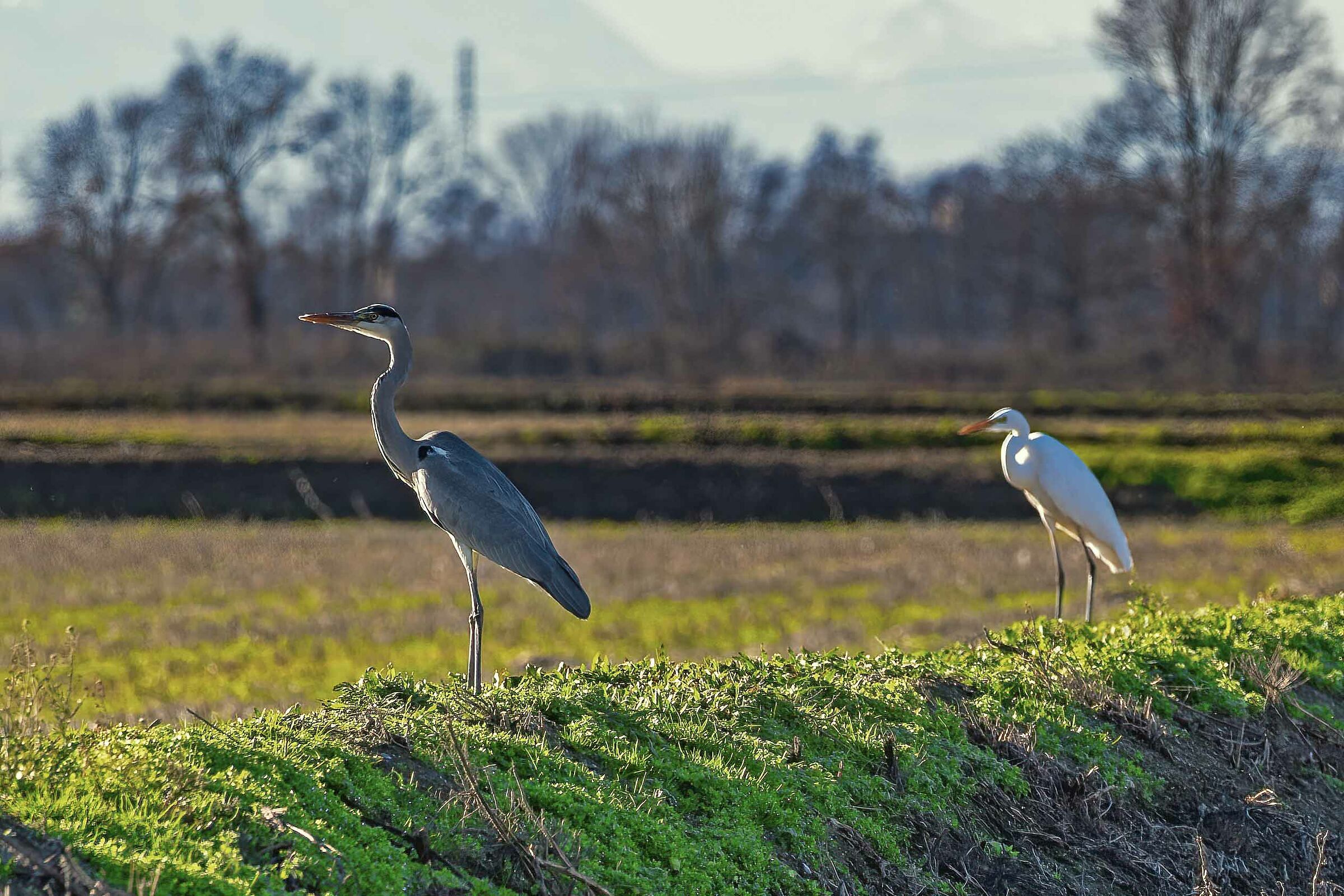 I'm coming too, no, you're not