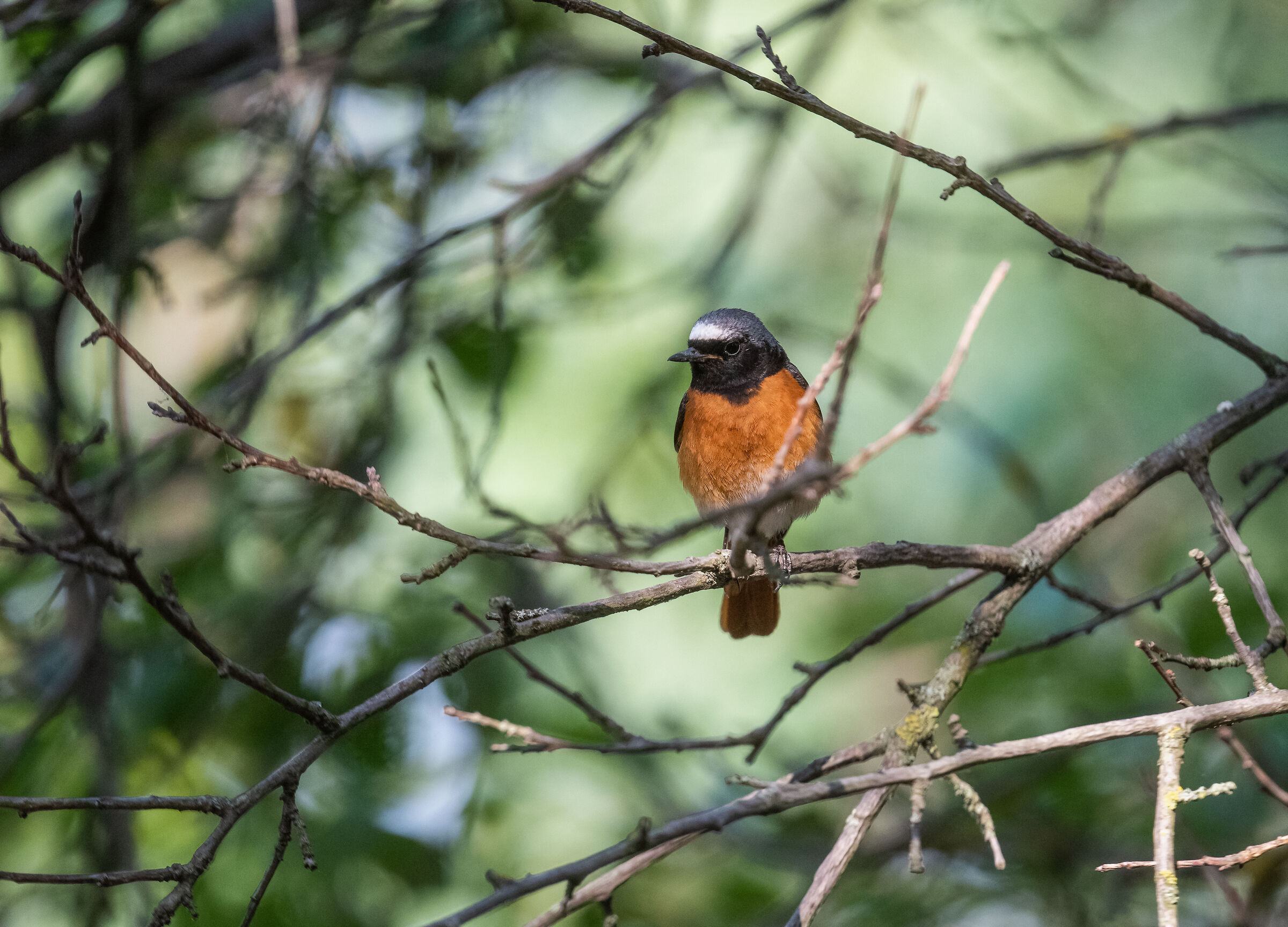 codirosso comune maschio