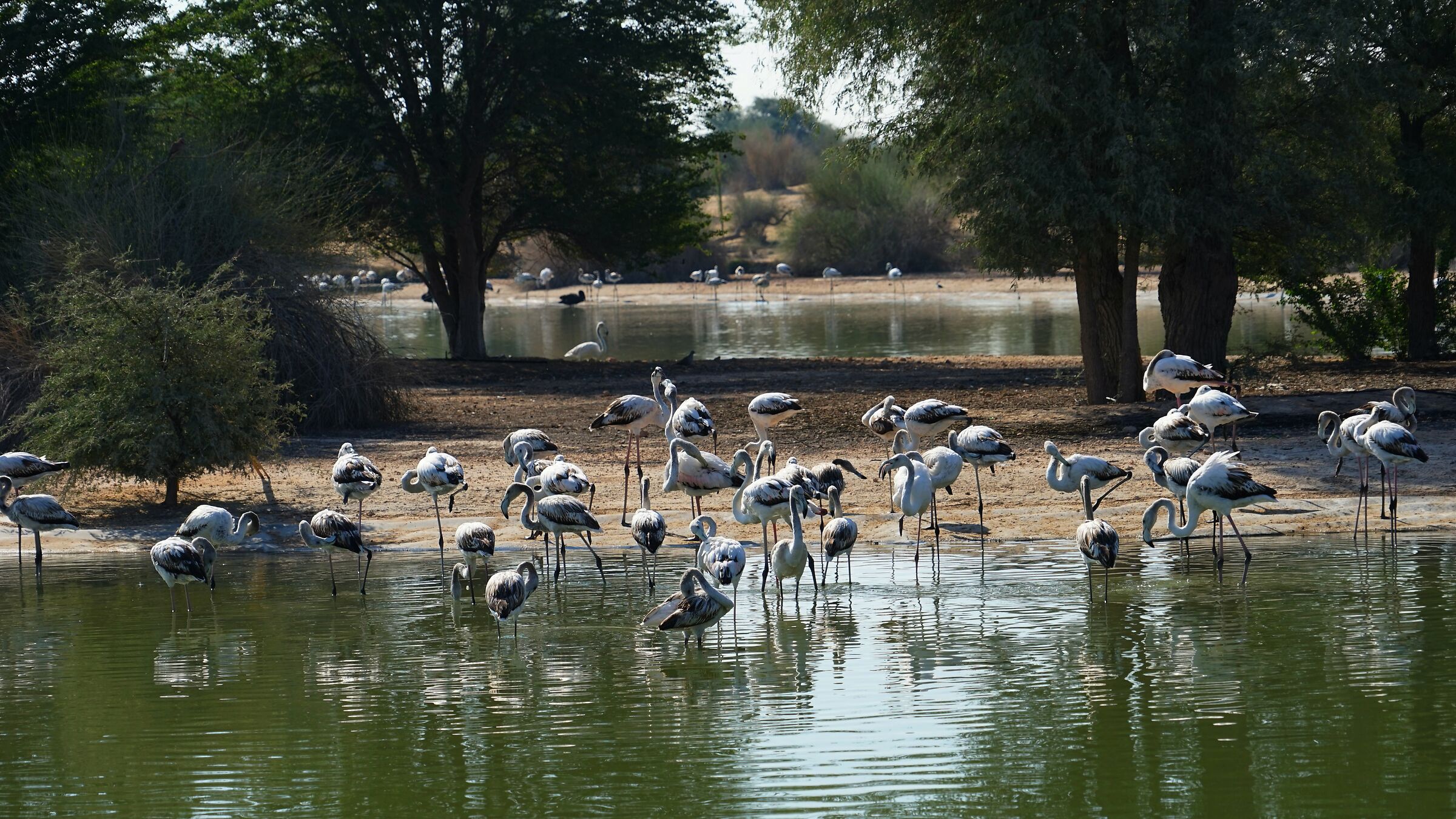 Al Qudra Oasis