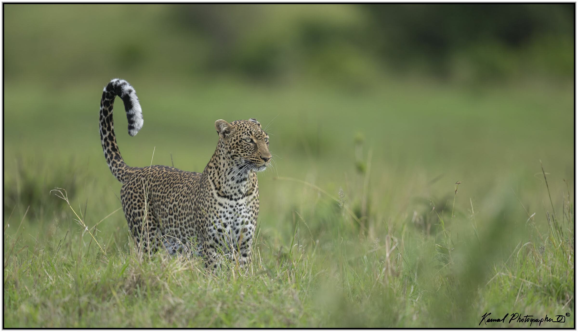 Leopard (Panthera pardus)