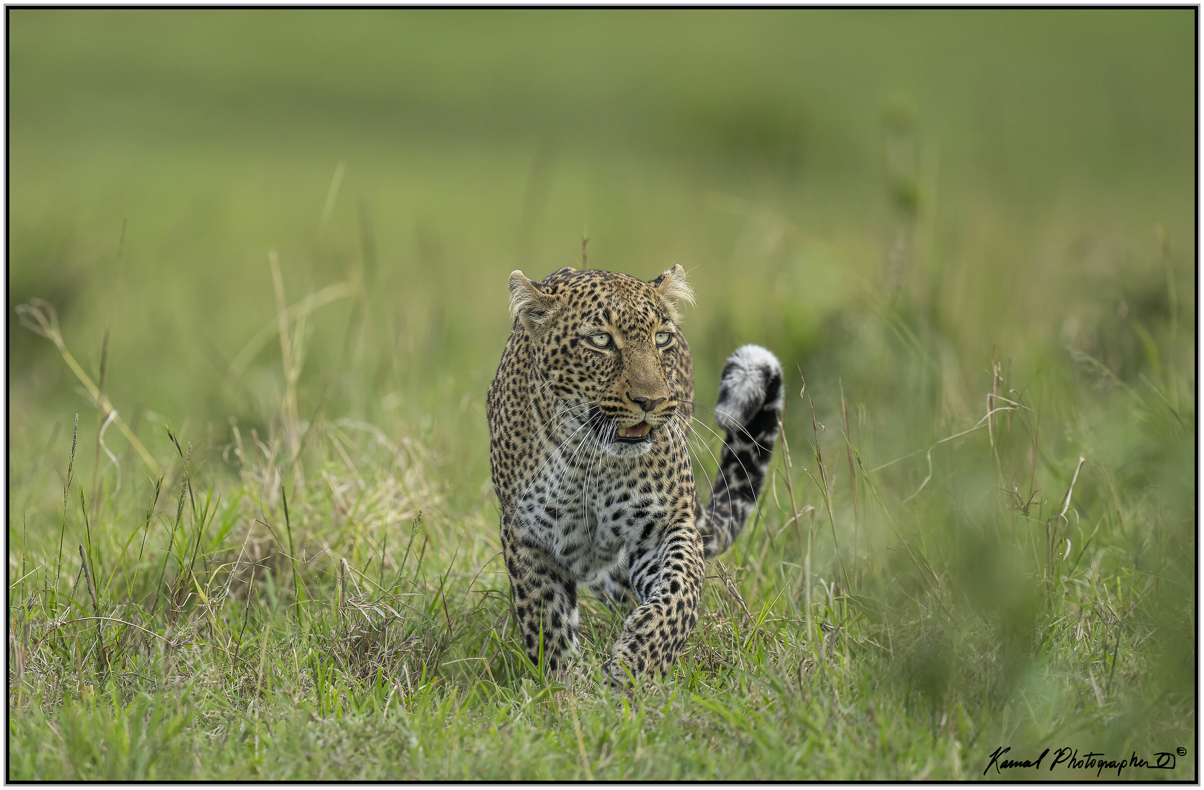 Leopard (Panthera pardus)