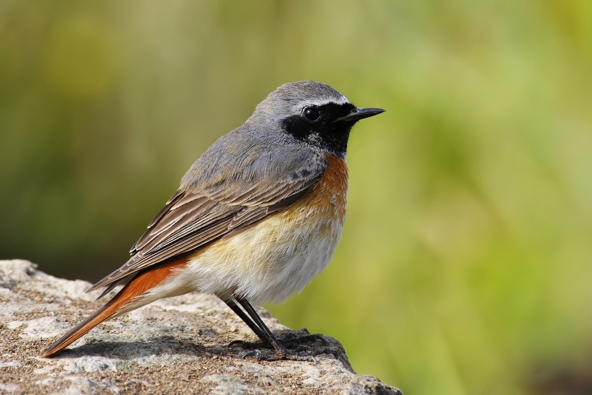 Redstart.