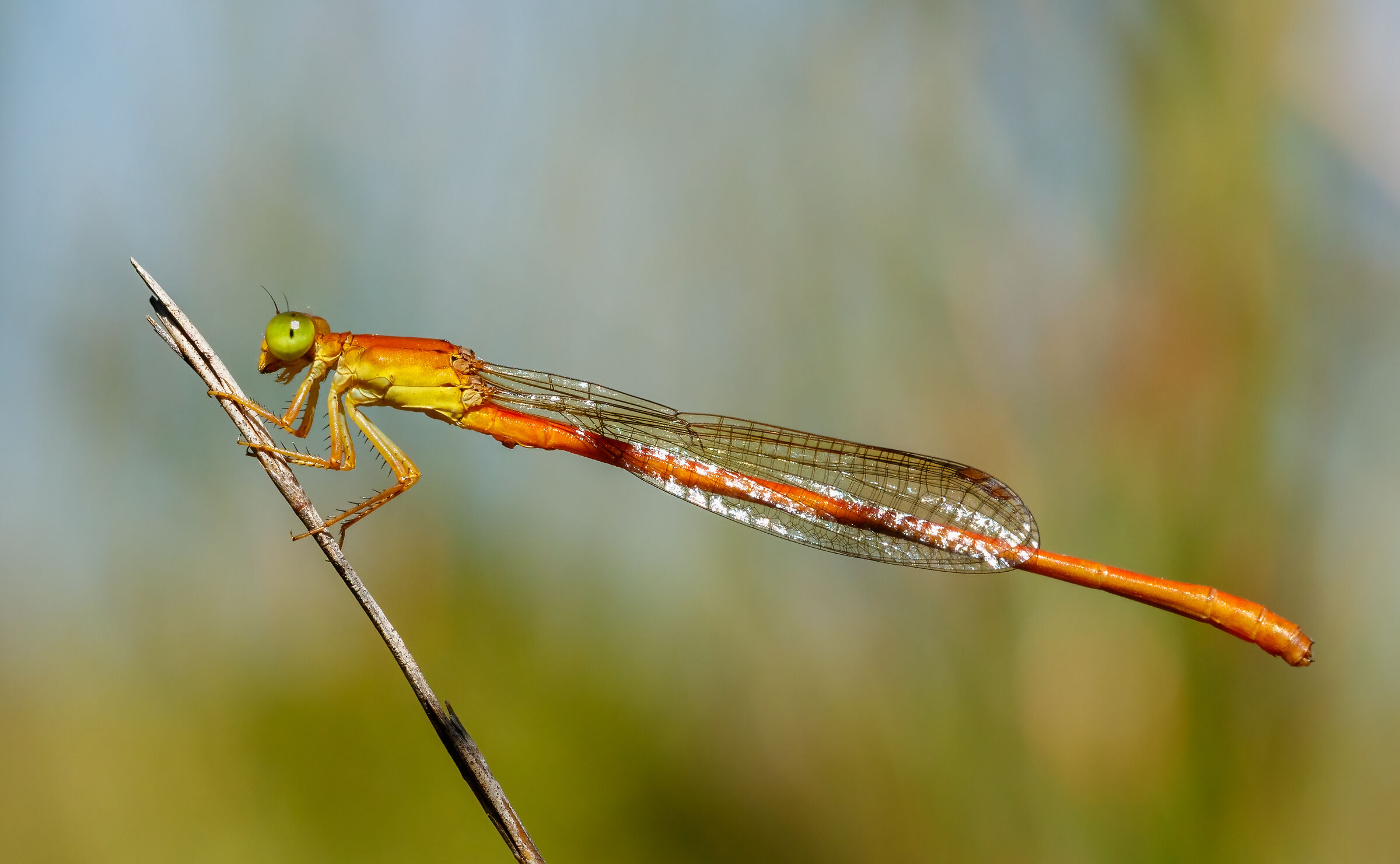 Common Citril (Ceriagrion glabrum) - 2023