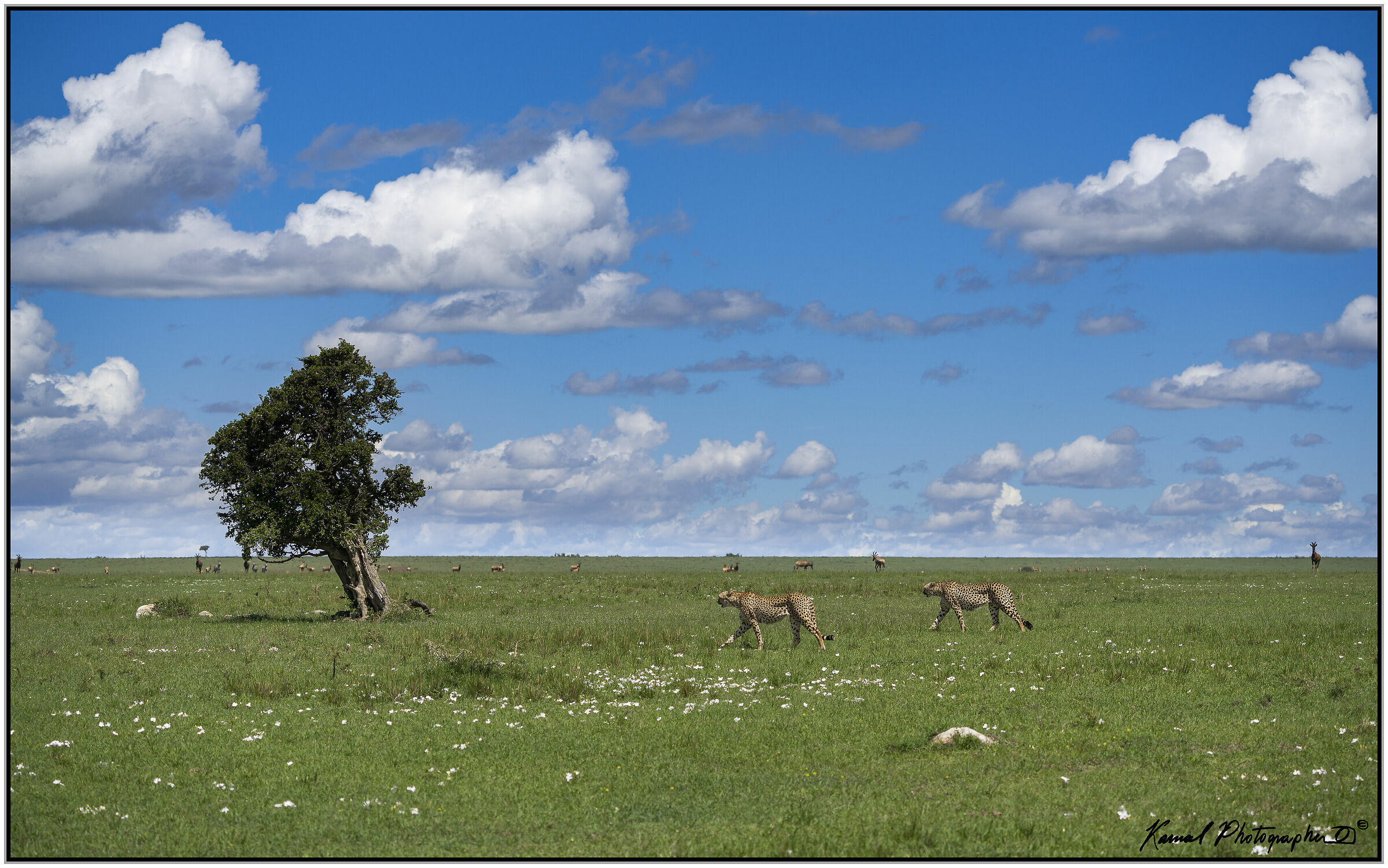 Ghepardo (Acinonyx jubatus)