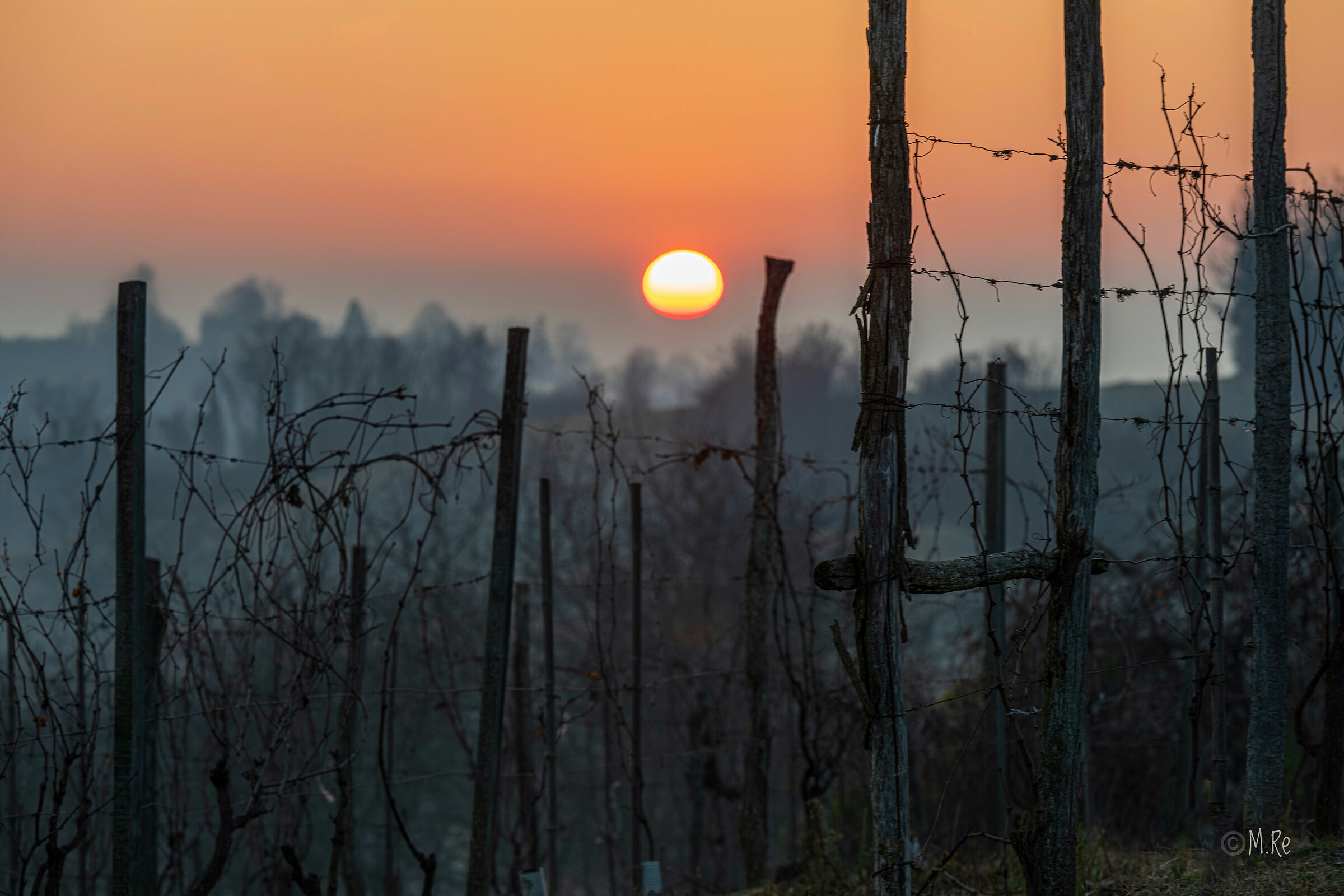 The sun rises through the vineyards