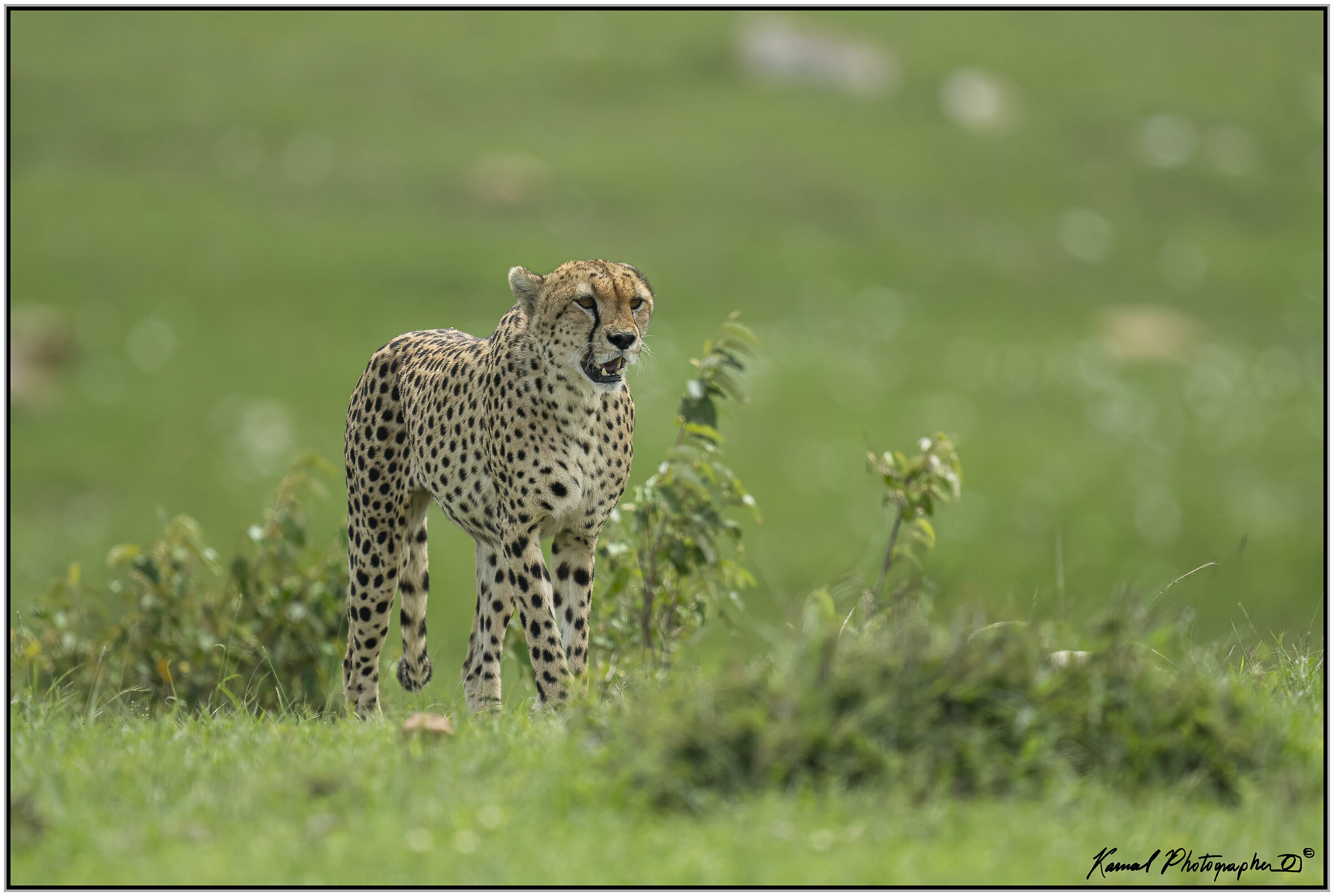 Ghepardo (Acinonyx jubatus)