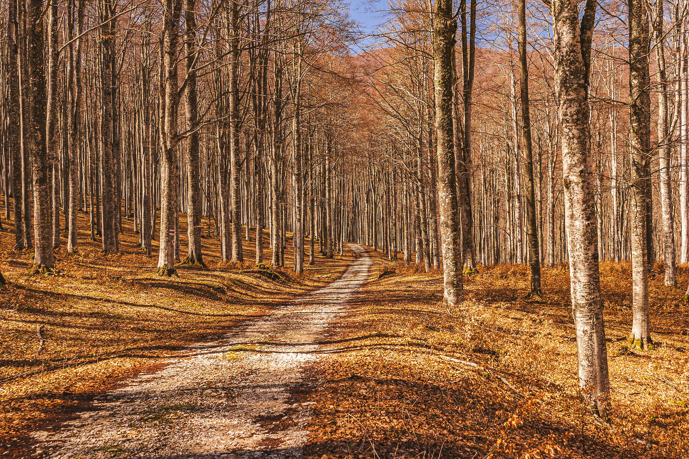 Bosco Pian del Cansiglio
