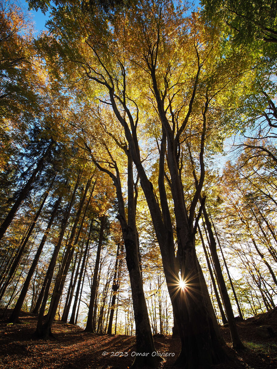 Sun among the beech trees