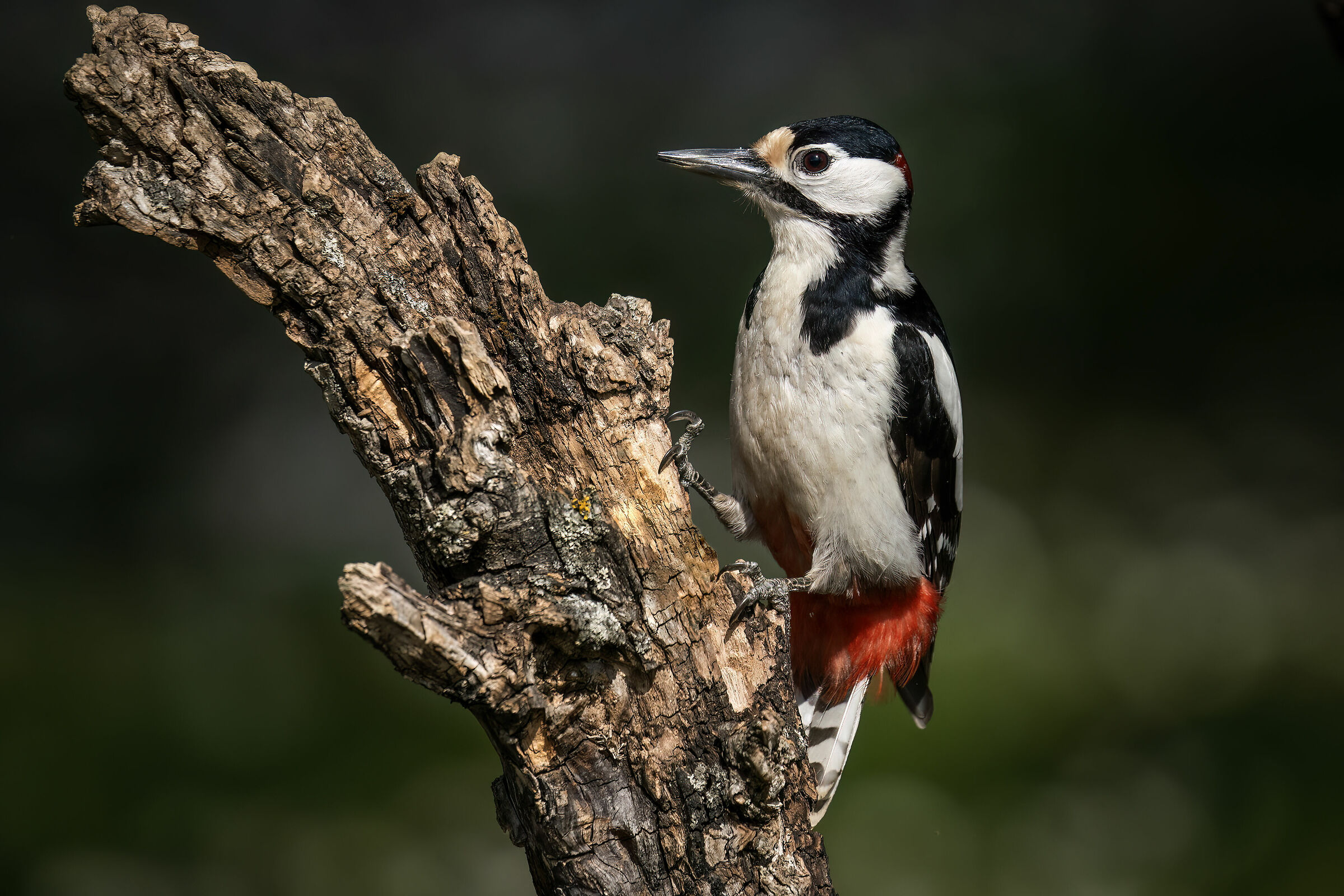 Picchio rosso maggiore