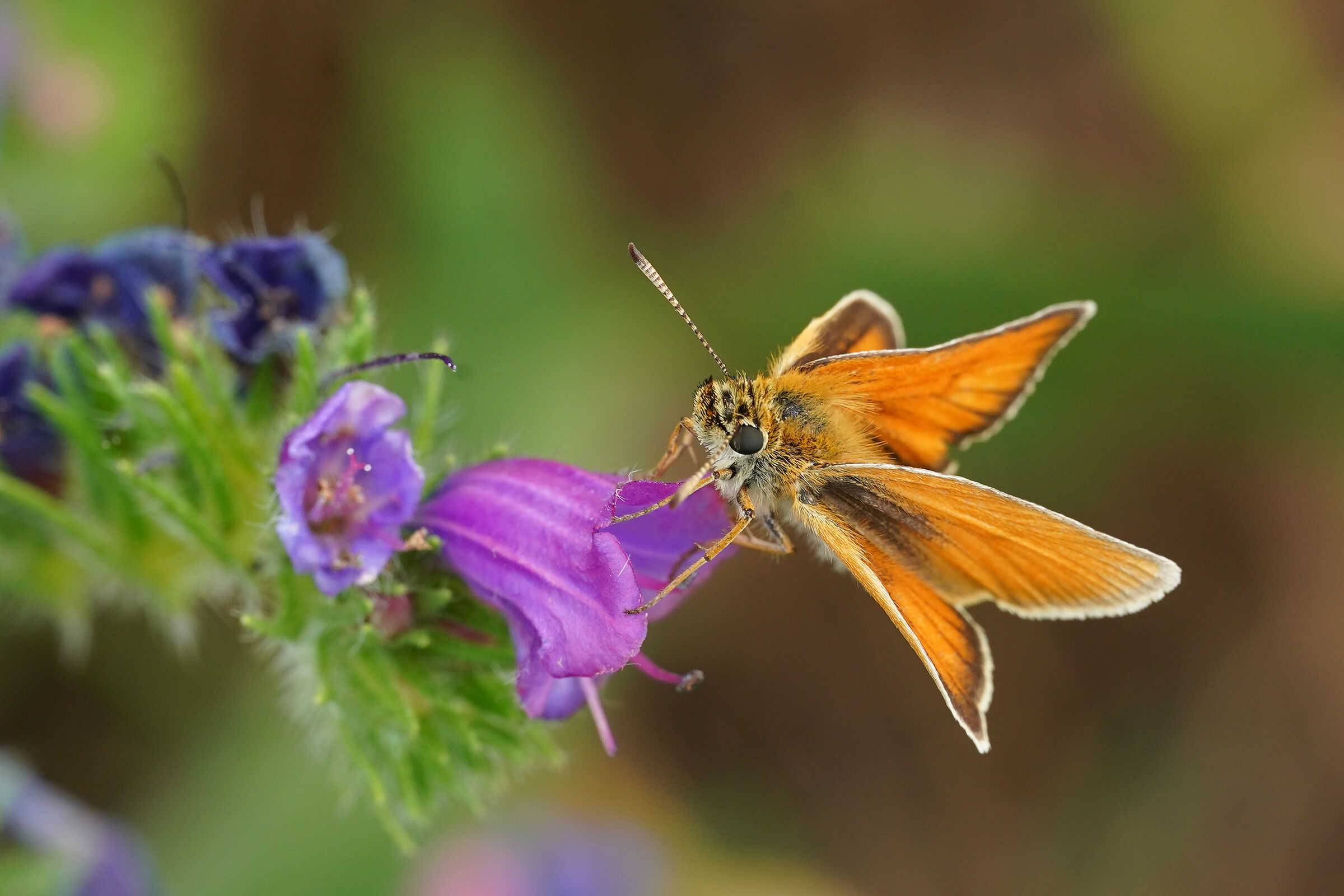 Thymelicus sylvestris