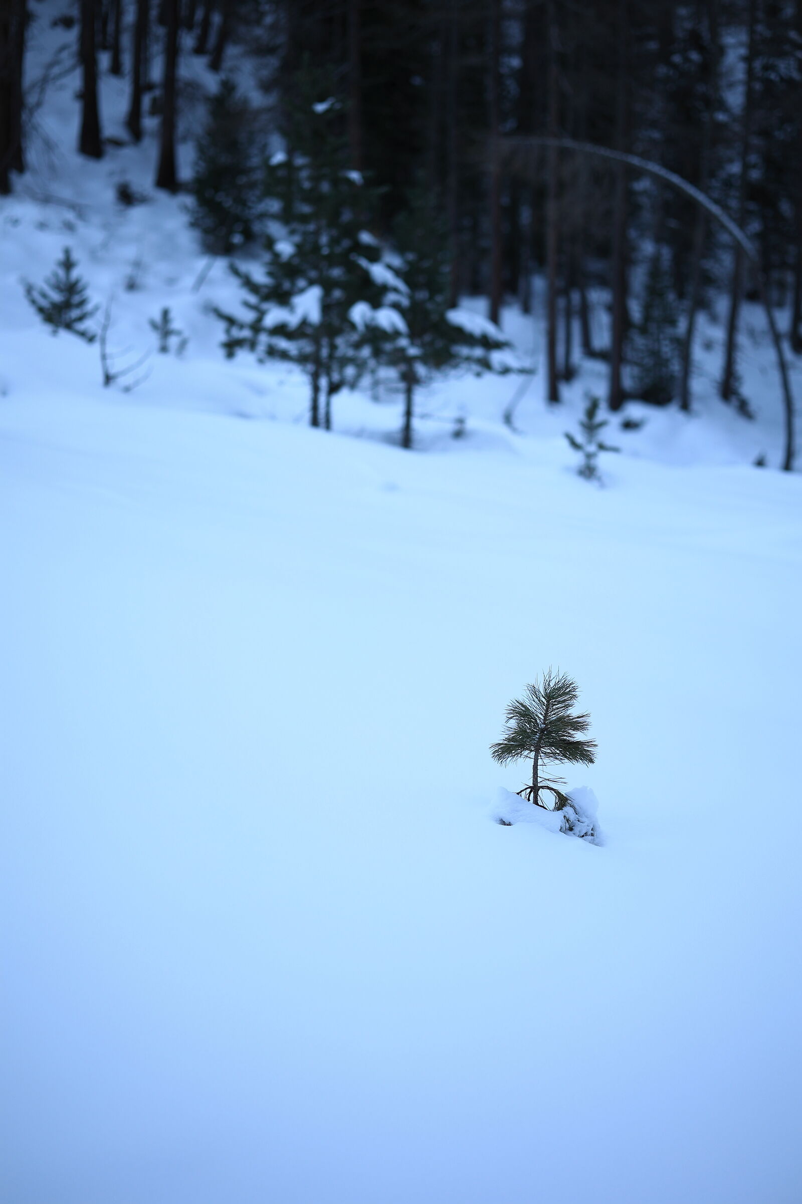 Valle Aurina - Giovane albero solitario