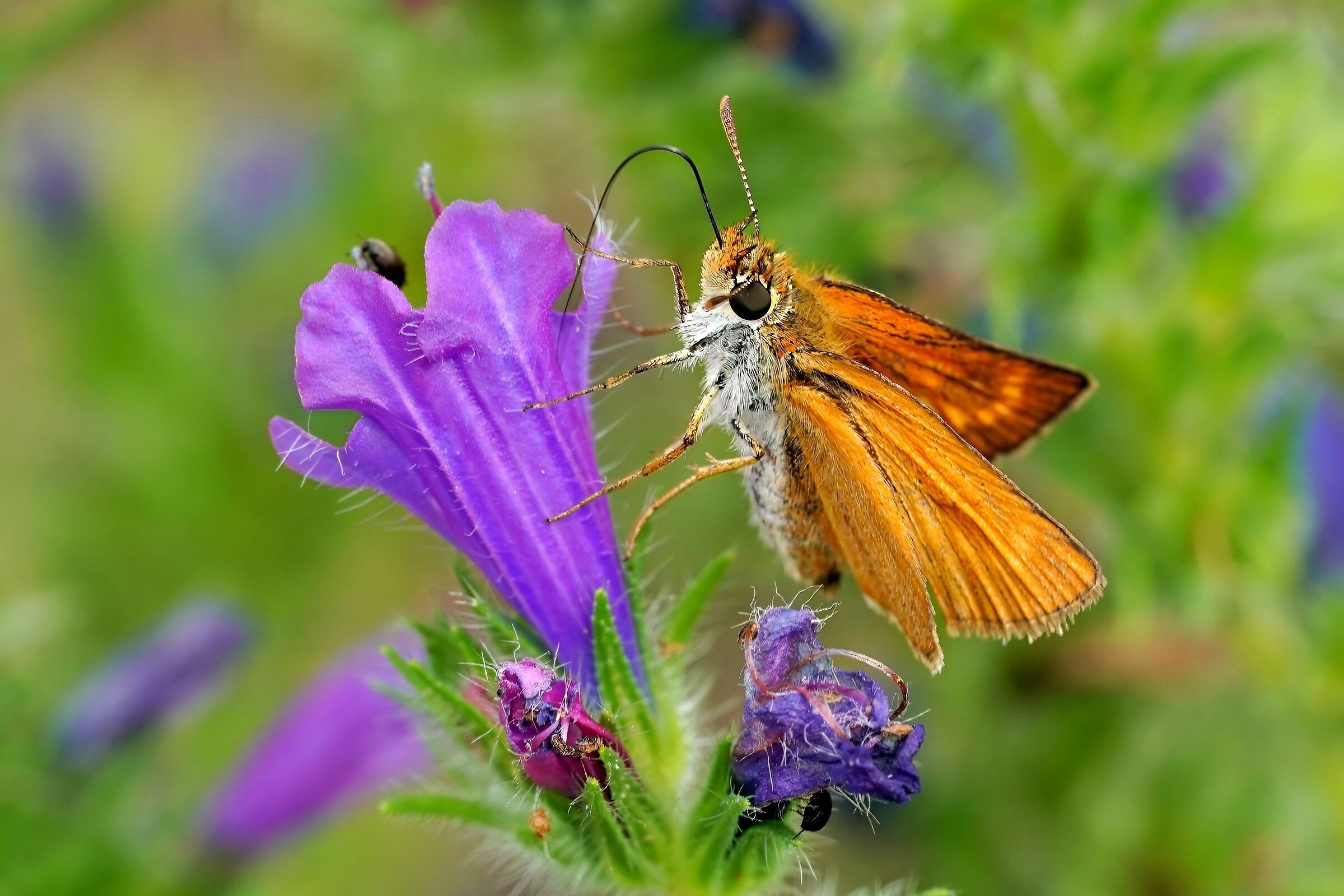 Thymelicus sylvestris
