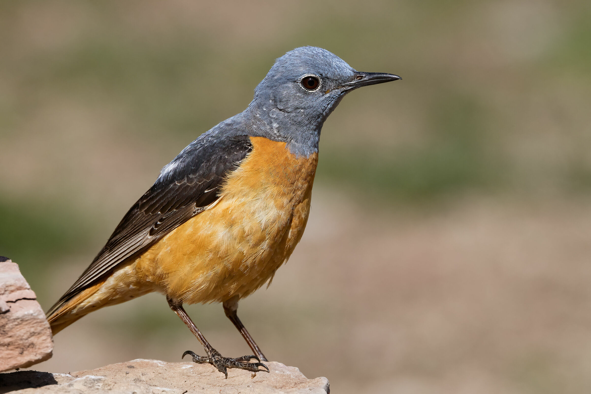 Codirossone (Monticola saxatilis)