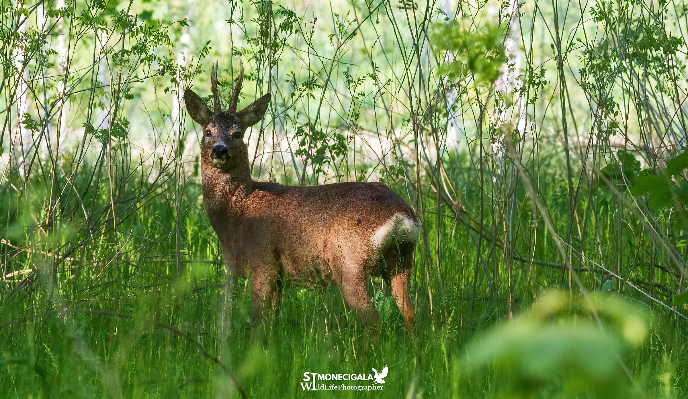 Tucked away in the woods