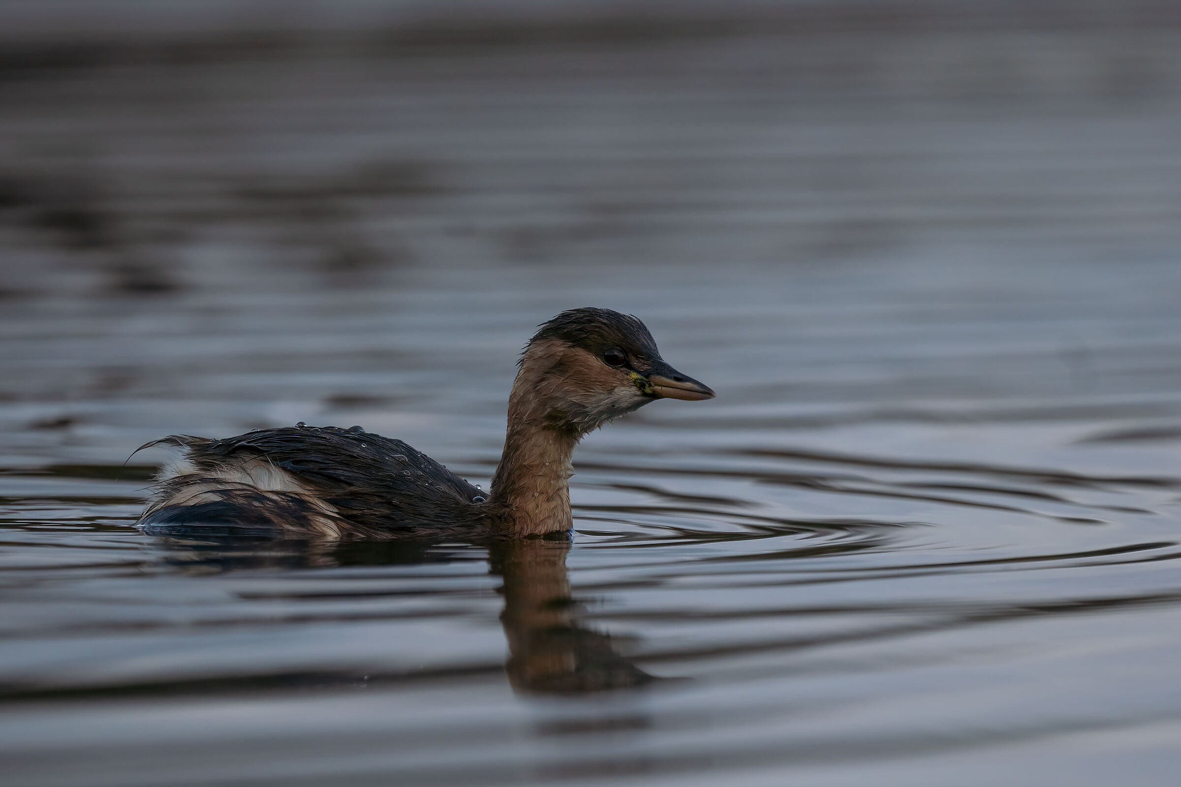 Dabchick