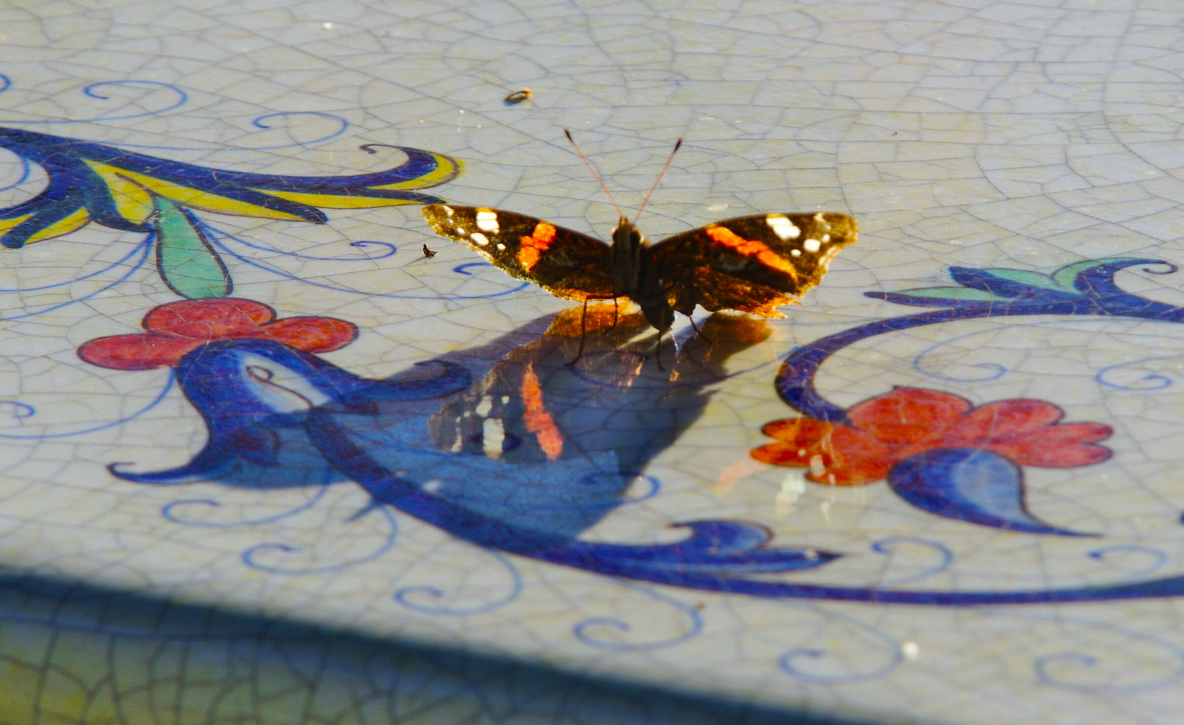 Butterfly on majolica