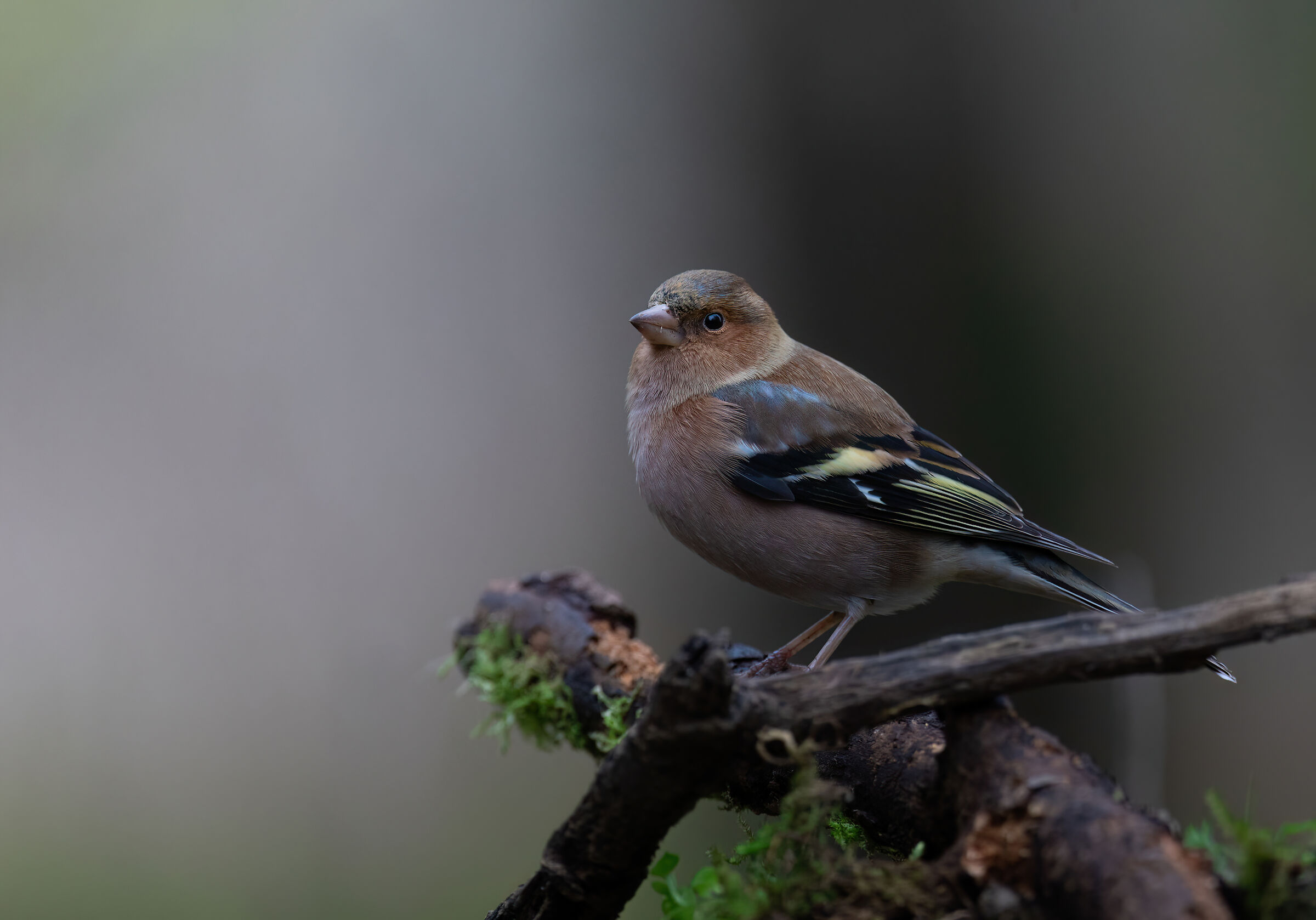 Wood finch