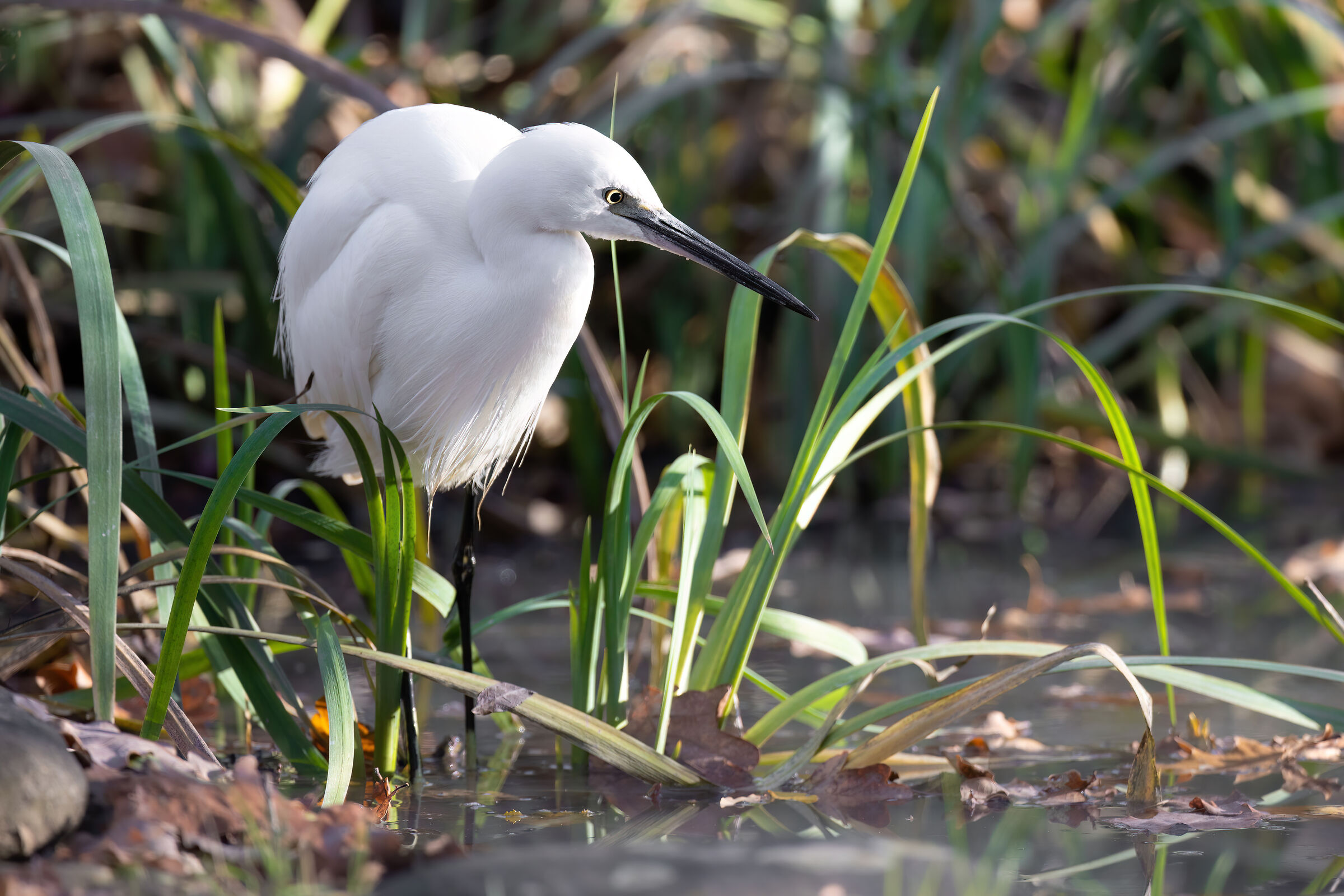 Egret in the pond