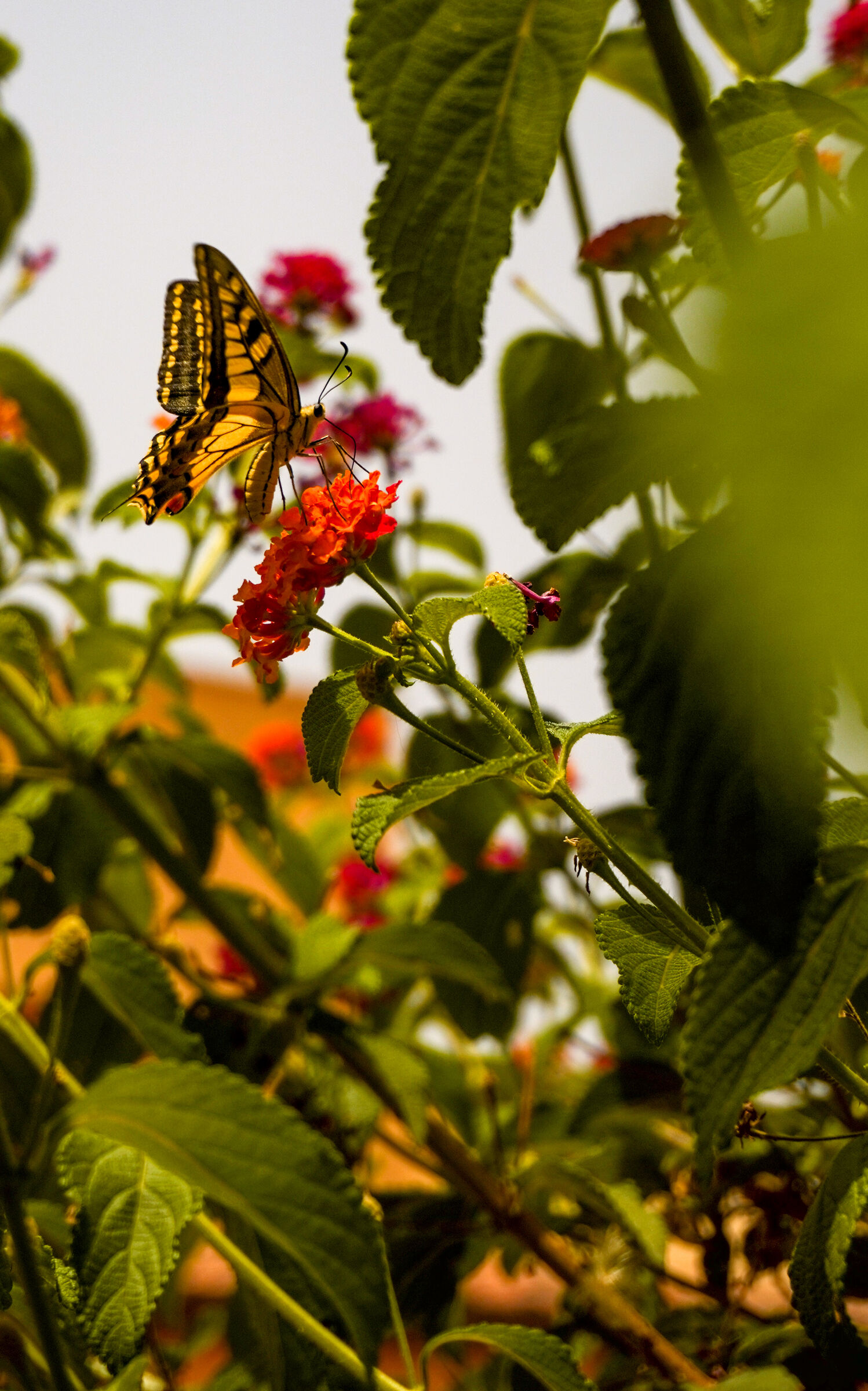 Butterfly