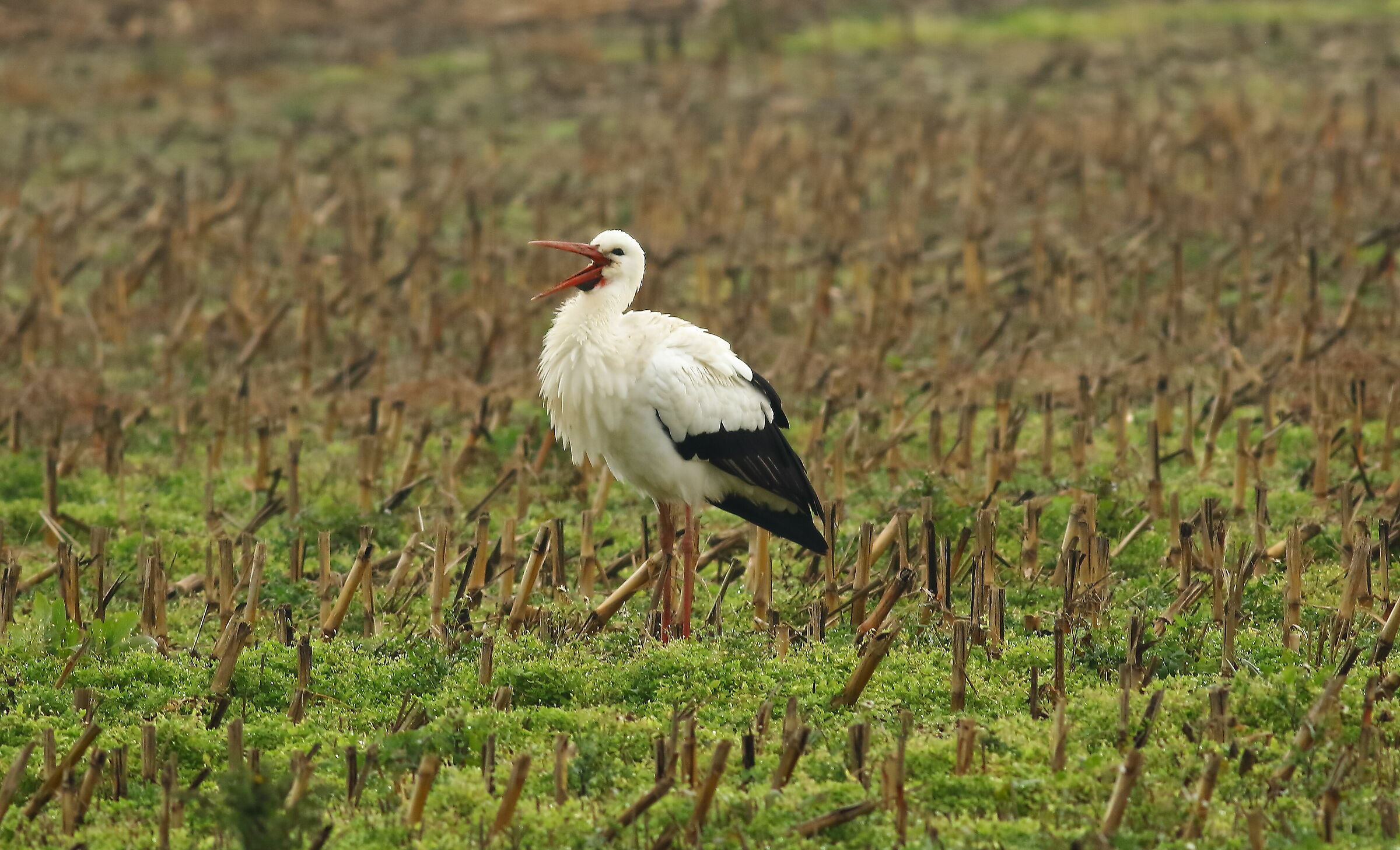 Talking stork