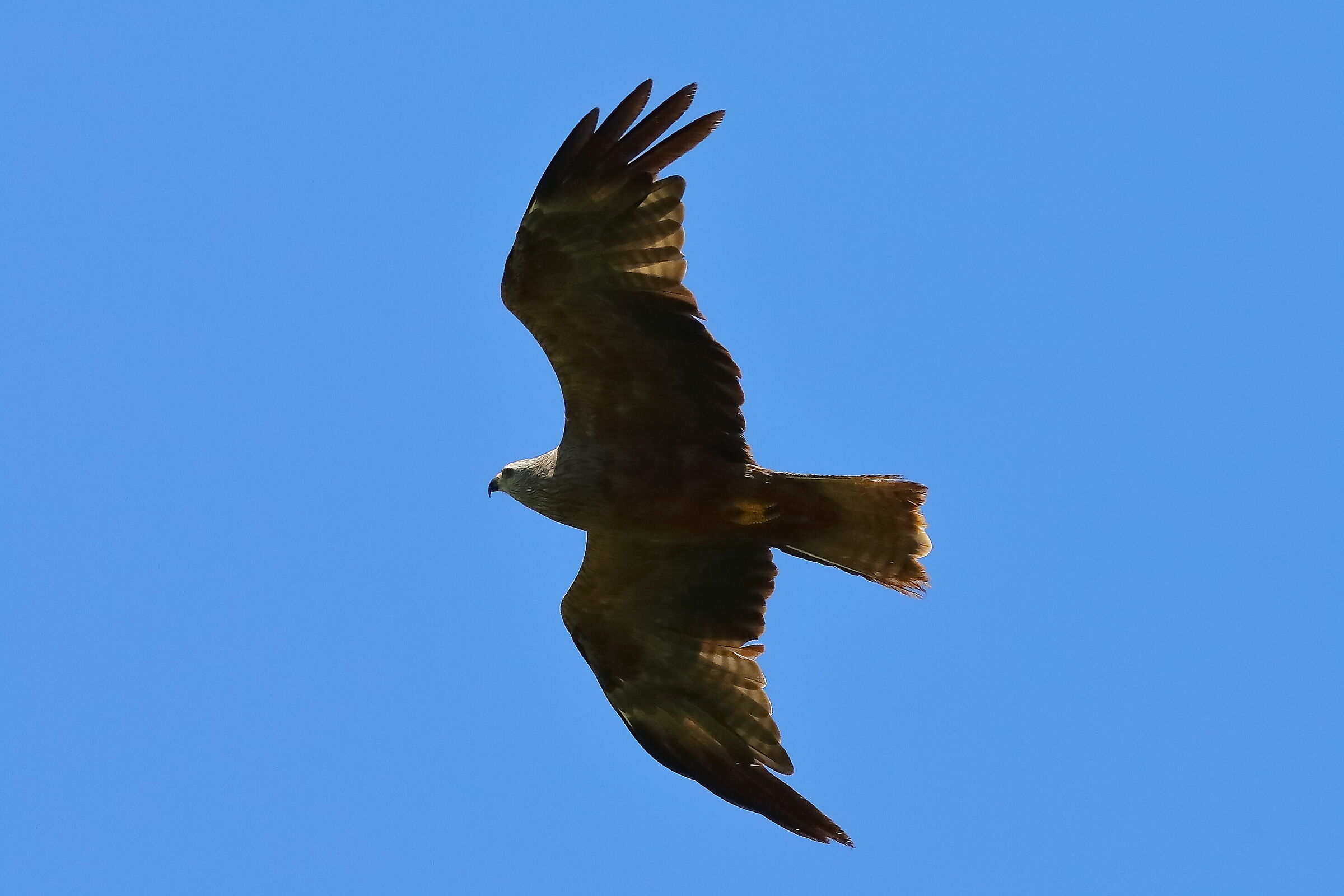 Black Kite 07-08-2023