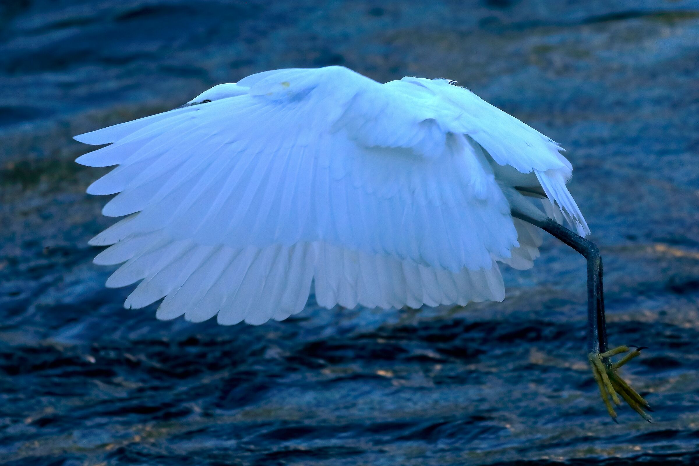 Little Egret 08-08-2023