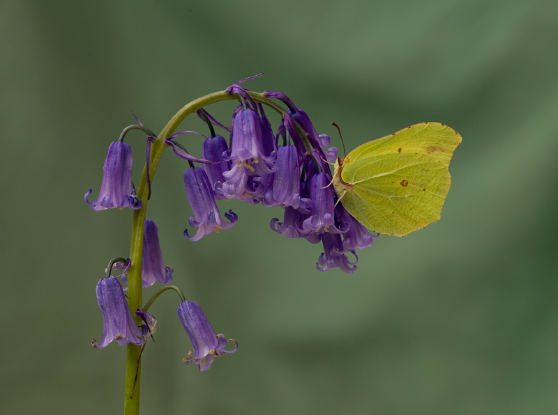 Brimstone su Bluebell