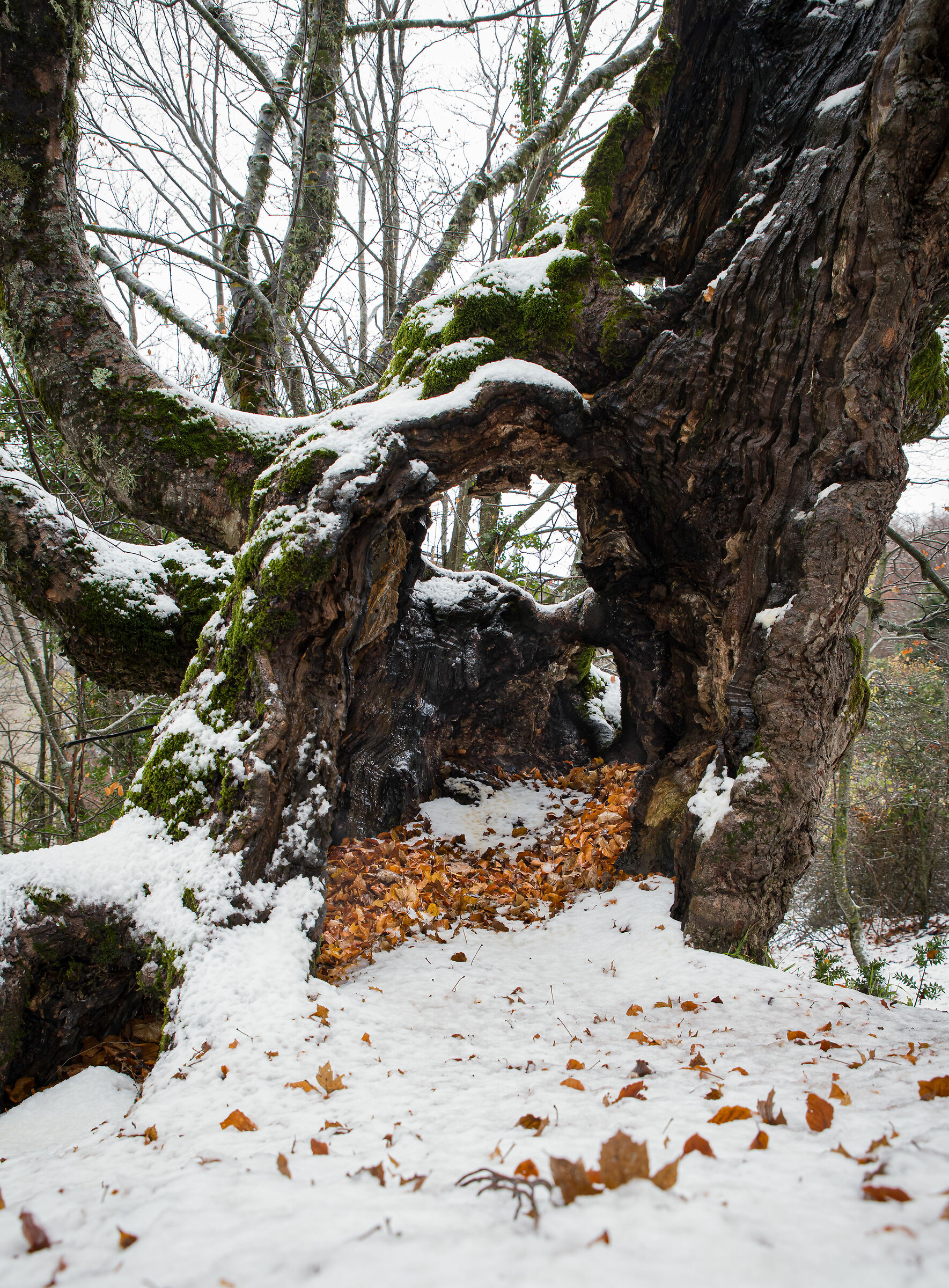 E che la magia della neve abbia inizio...