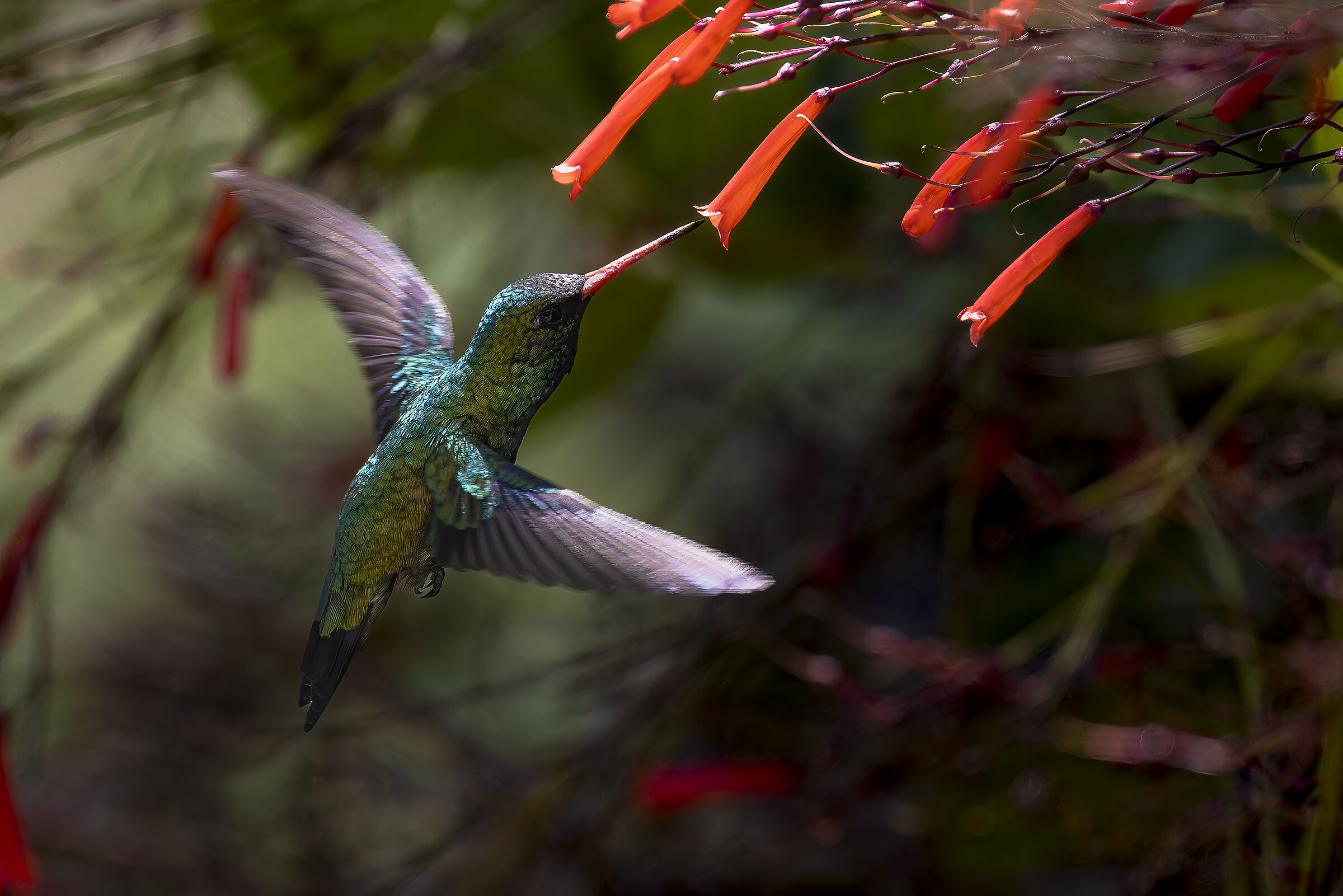 Chlorostilbon lucidus