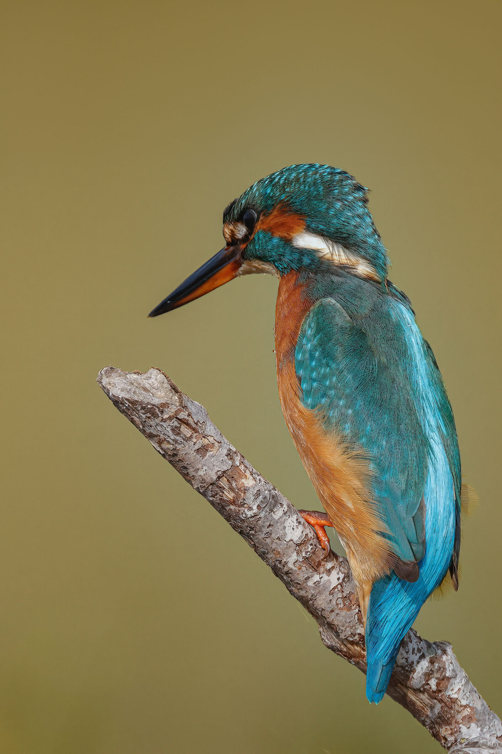 Kingfisher