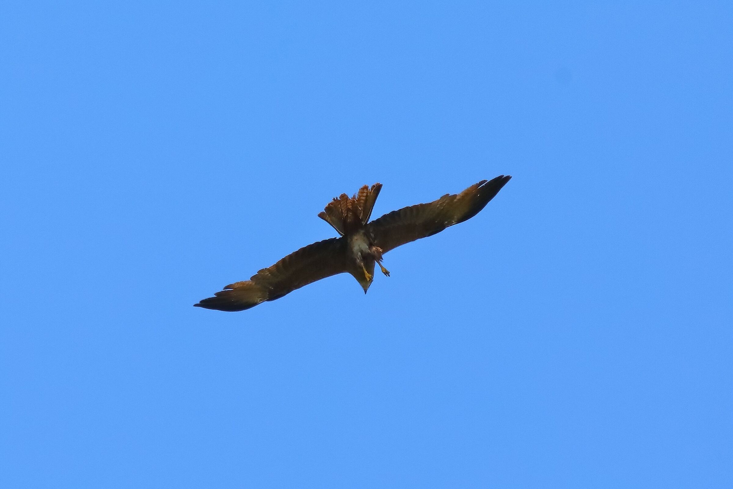 Black Kite 09-07-2023