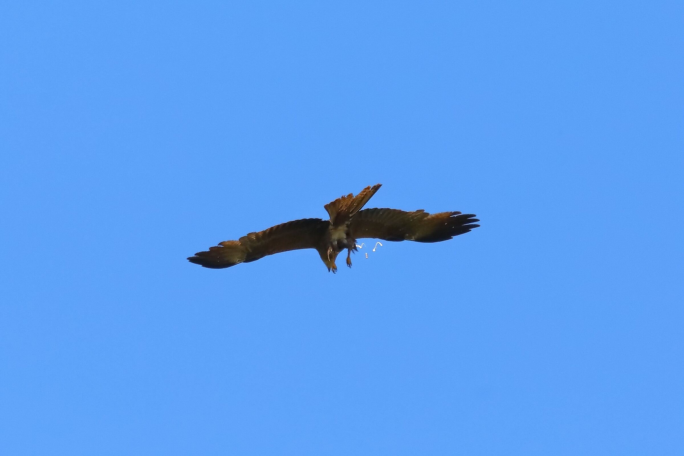 Black Kite 09-07-2023