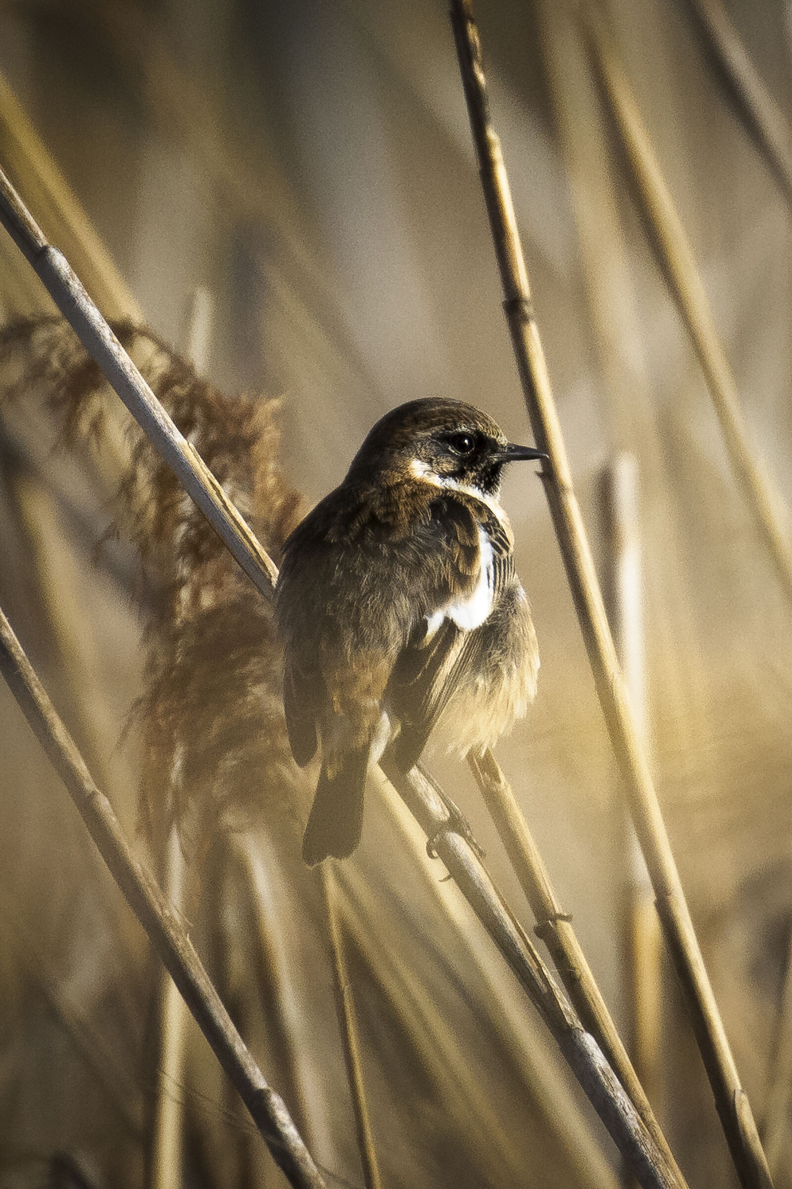 Saltimpalo alle prime luci dell' Alba