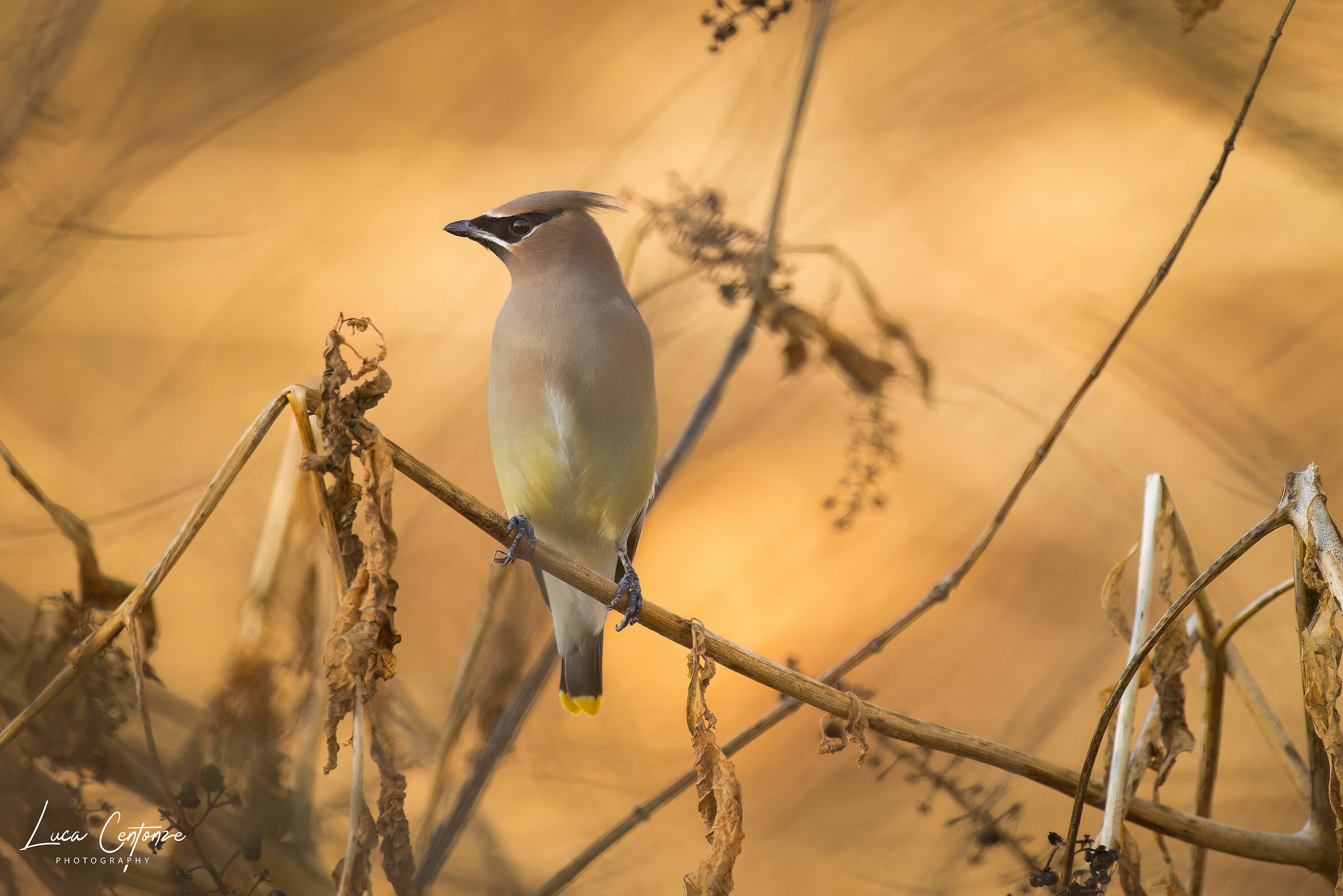 Cedar Waxwings (Bombycilla cedrorum)