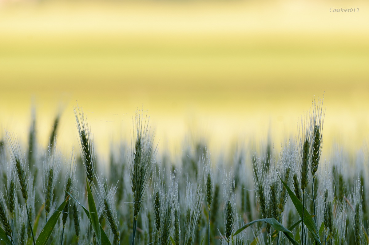 is hidden behind the summer